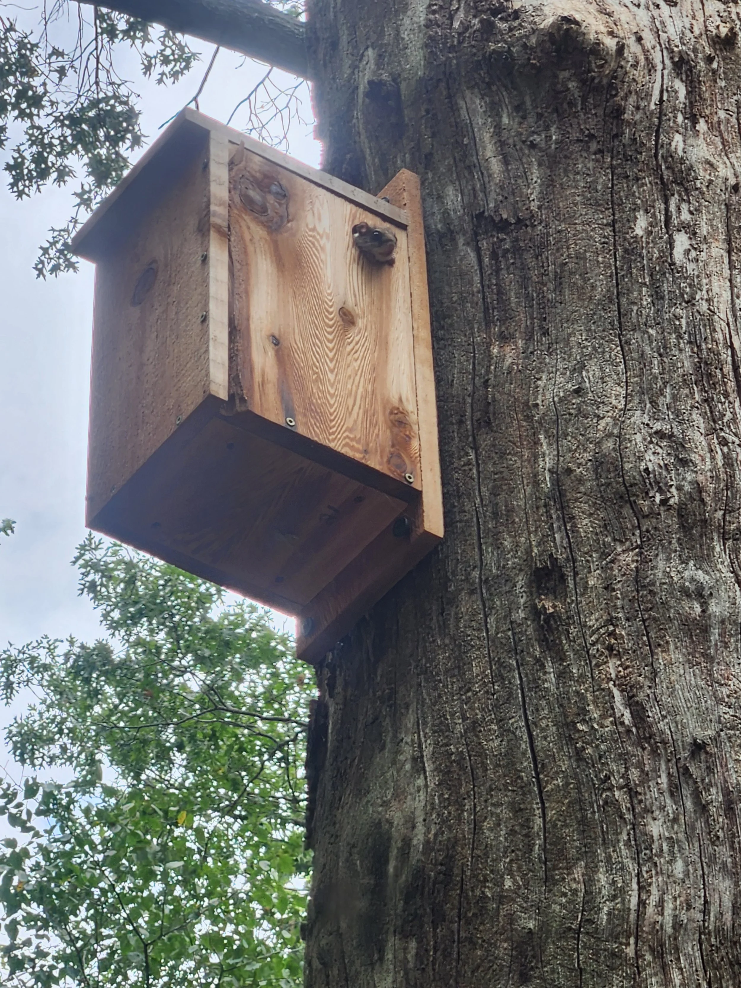 squirrel_box.jpg