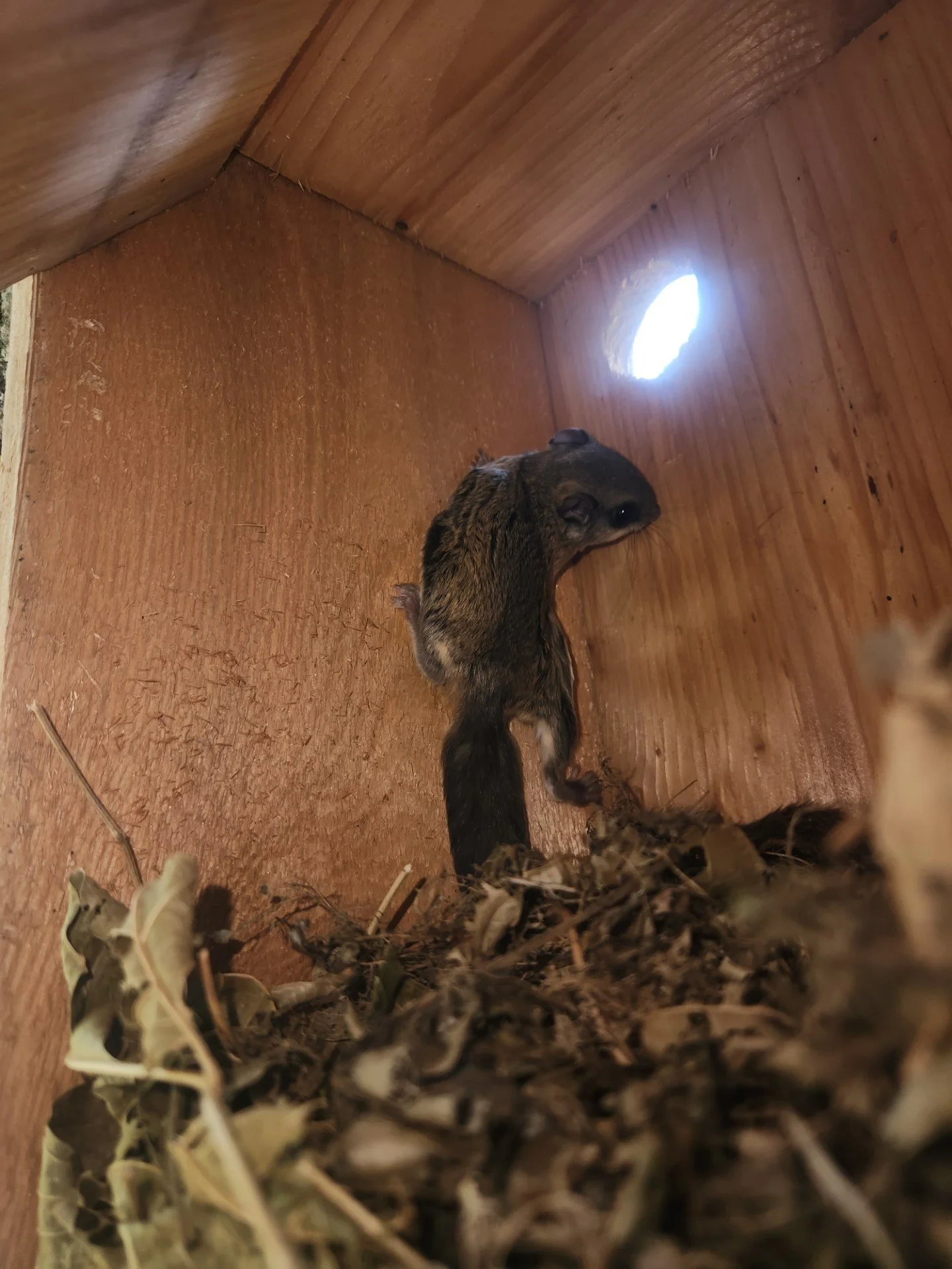 Southern Flying Squirrels in Southeast Kansas