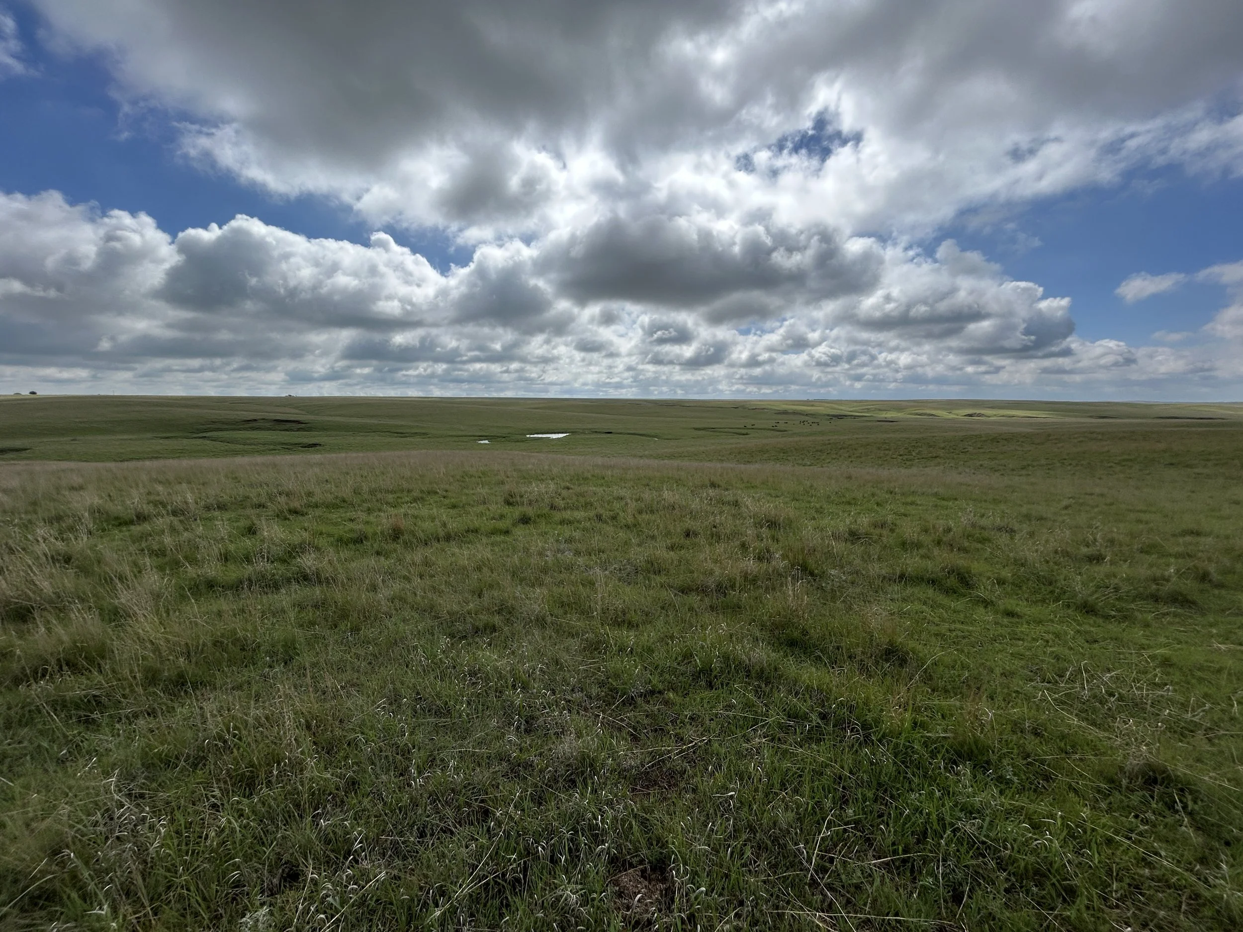 GS_EWgrasslands1.JPG