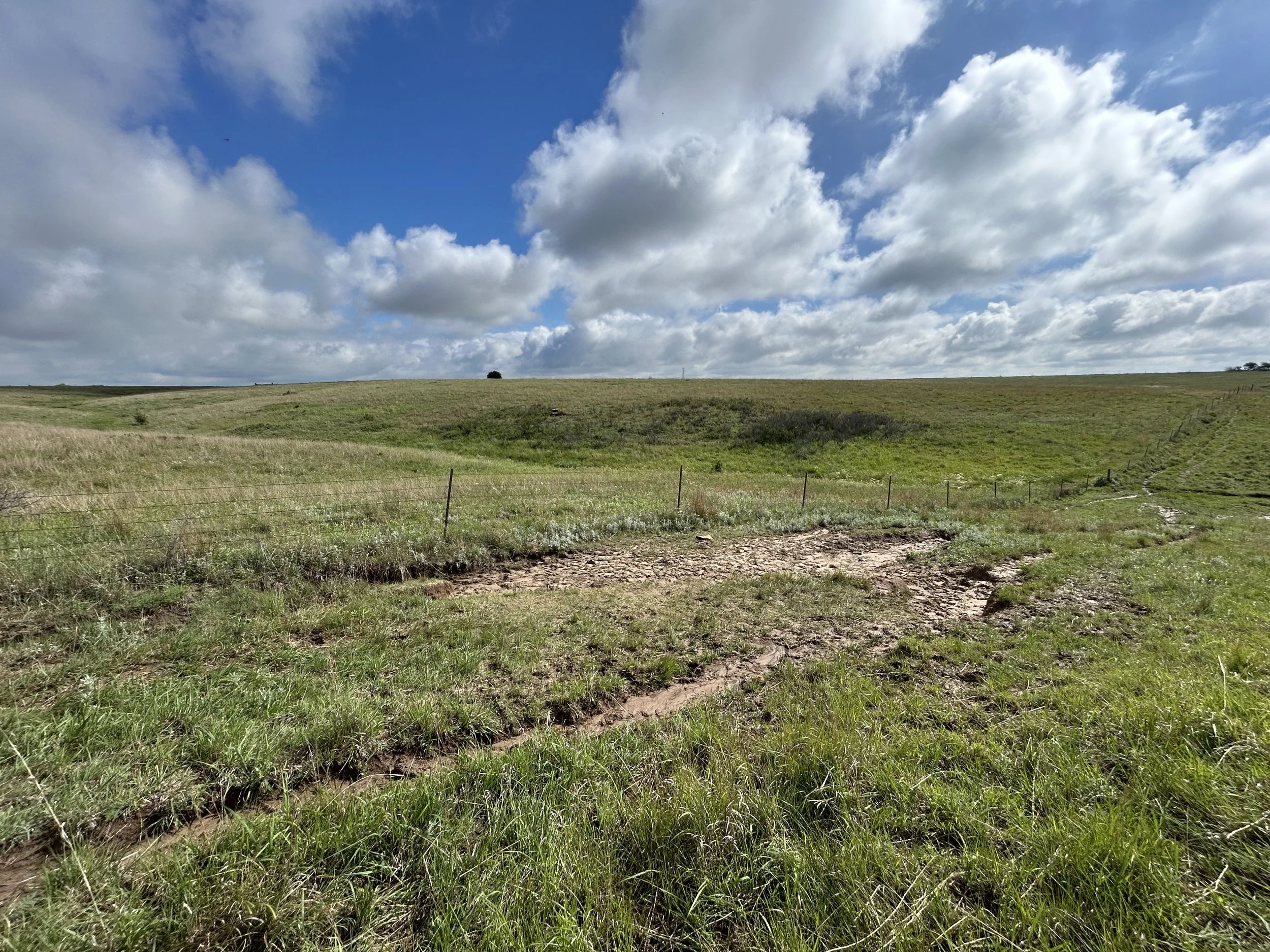 GS_EWgrasslands3.JPG