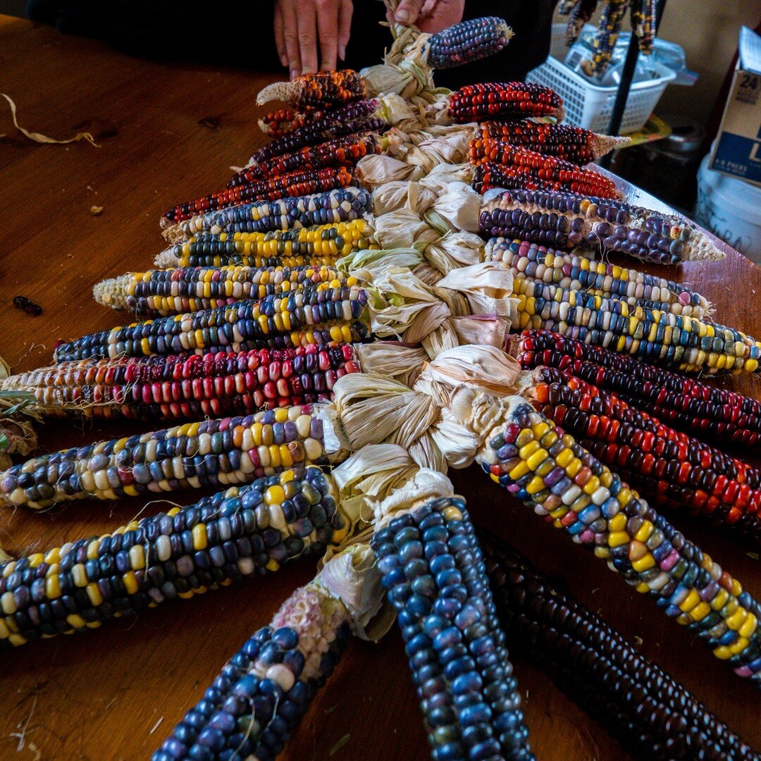 Braiding corn is acknowledging this food plant that has been so important to the people throughout each generation.  A bond that has been interwoven into our DNA.  It's honoring the people, practicing our traditions, and keeping our stories alive. 

