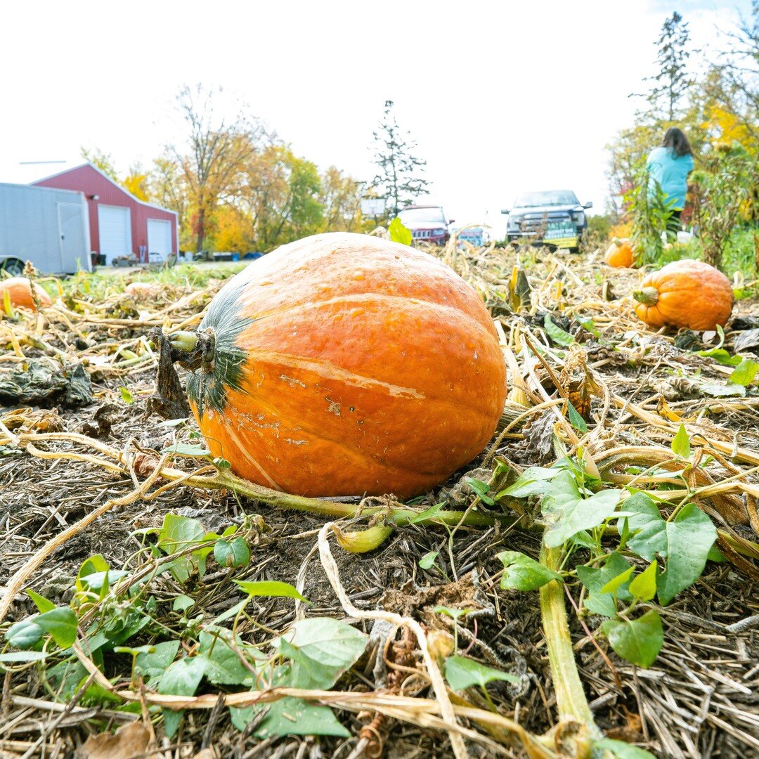 The joy of harvest season. . . 

When we reap the benefits of all our hard work.  Working in harmony with Mother Earth in order to produce a beautiful harvest. 

Here is some squash collected from around our gardens. 
.
.
.
.
.
#anishinaabe #organicf