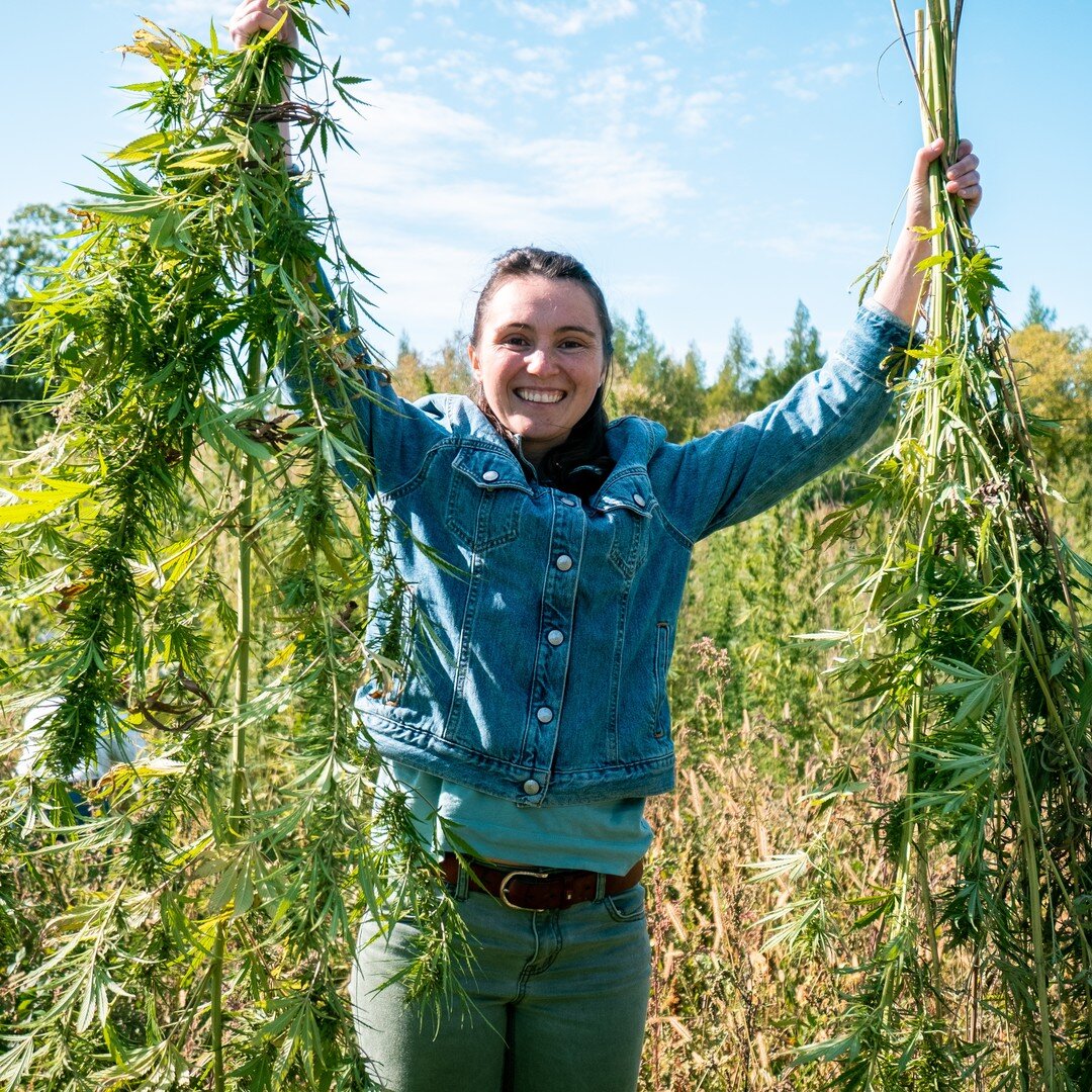 Winona's Hemp has been working with the University of Minnesota on a study between natural Minnesota hemp and seeds purchased from Canada. 

Professor George Weiblen, along with the AAI Team, harvested a test plot.  While under the guidance of Profes