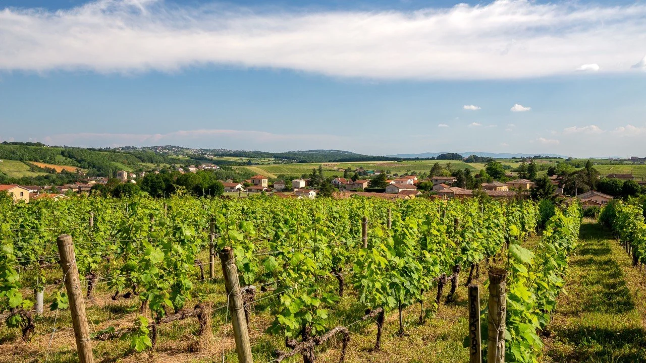 From Gamay to Great Whites: How Beaujolais’ Terroir Is Elevating Chardonnay