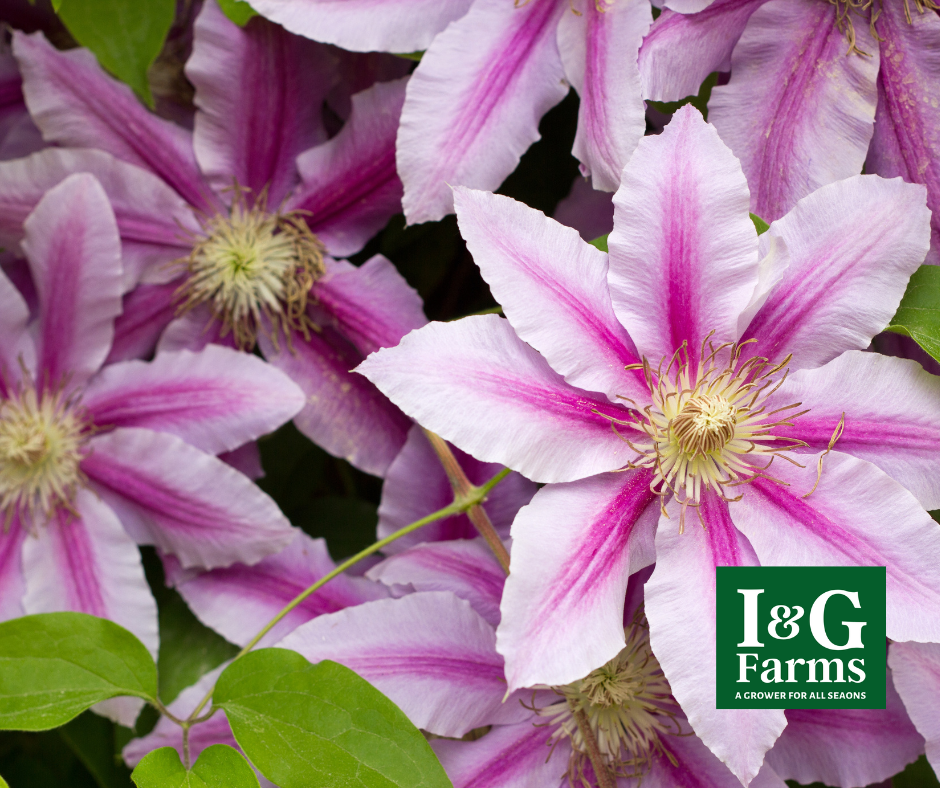 Spring — I & G Farms