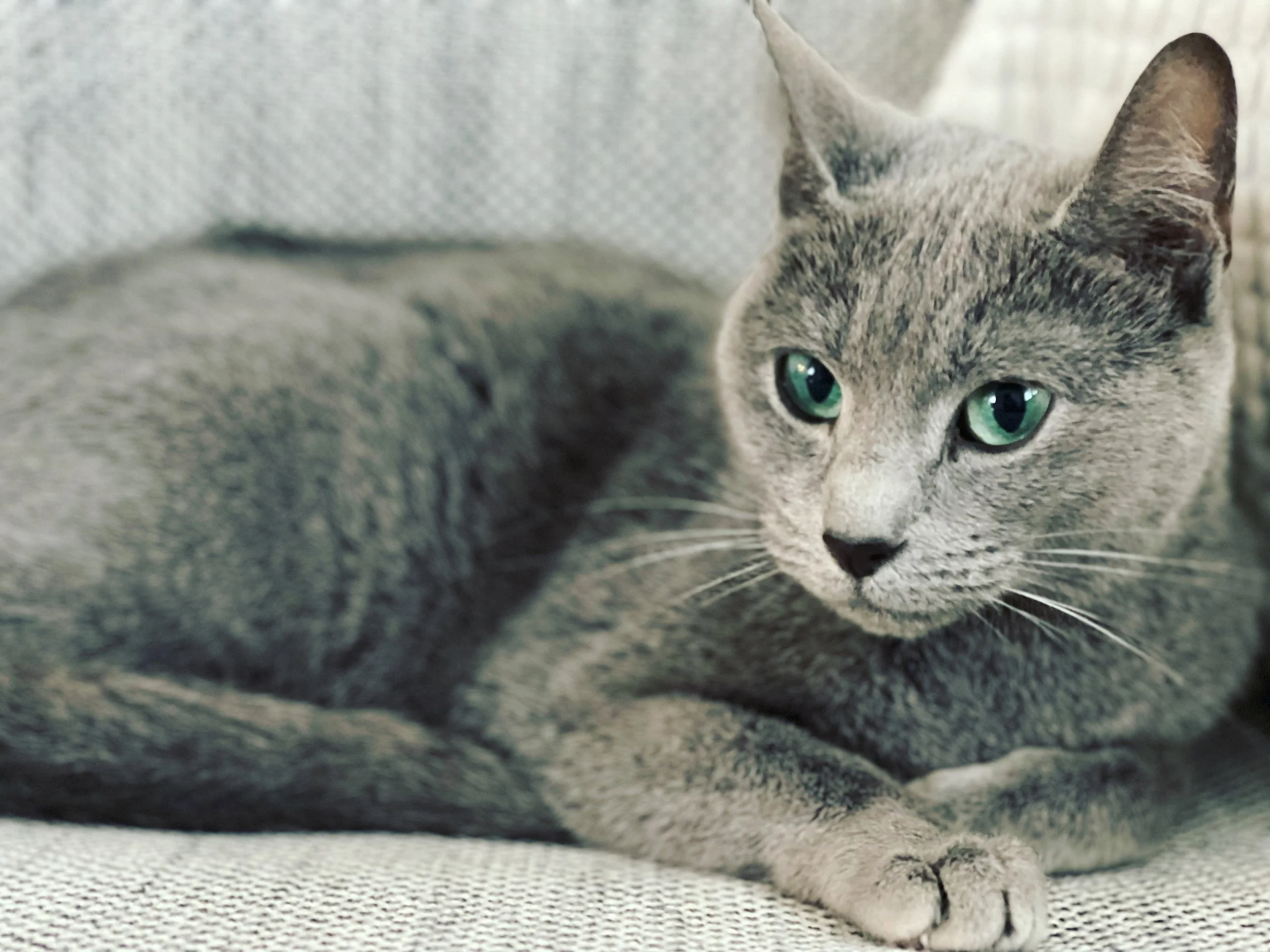 Russian Blue KittensAustralia — Therapy Cats Australia