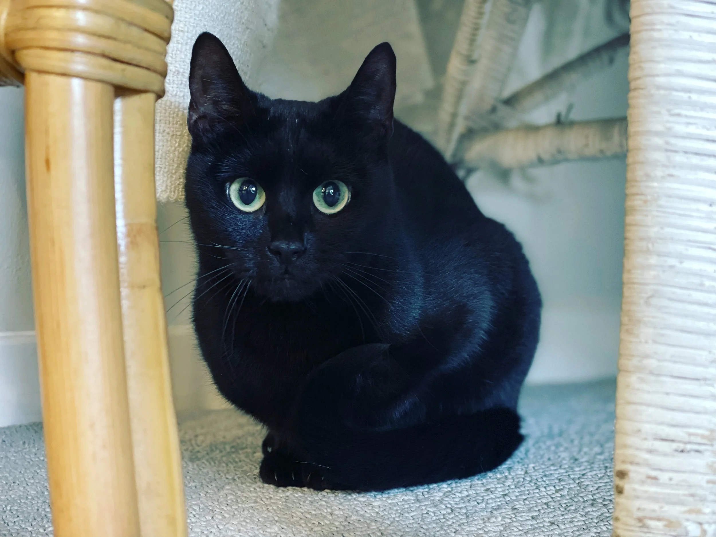 Russian Blue KittensAustralia — Therapy Cats Australia