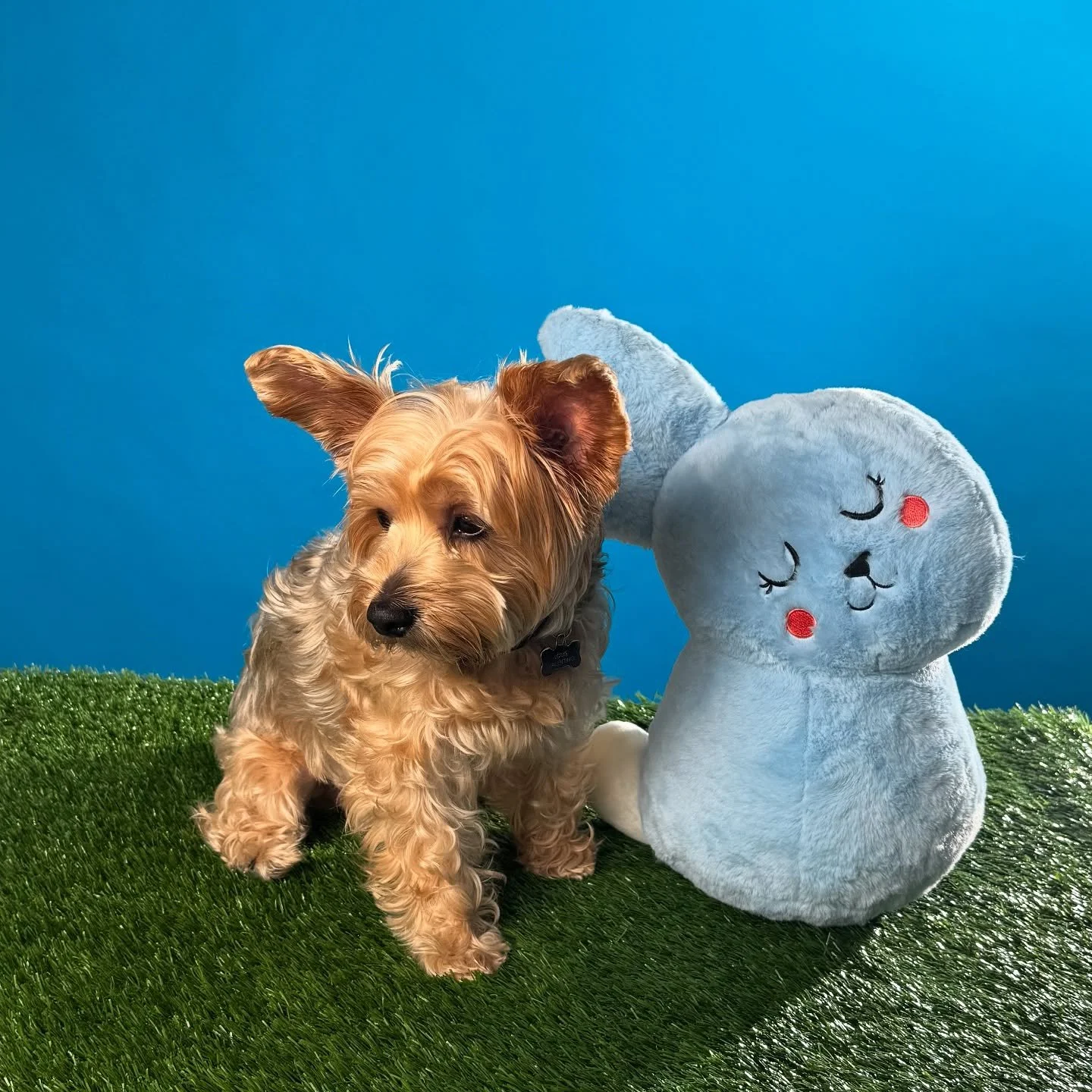 #happyeaster #eastersunday #babyjergens #yorkie #yorkiesofinstagram