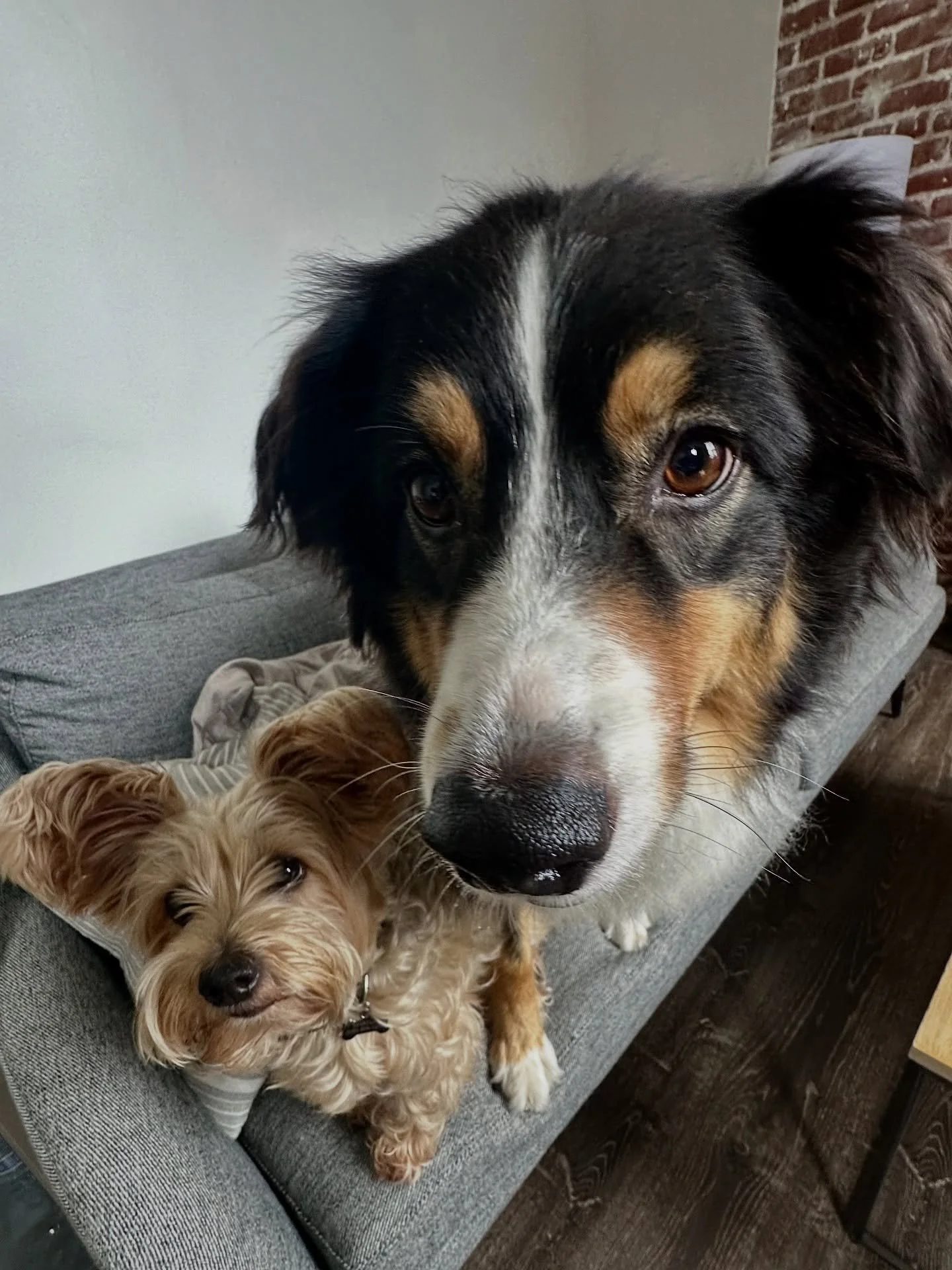Just 2 besties being goofy + floofy