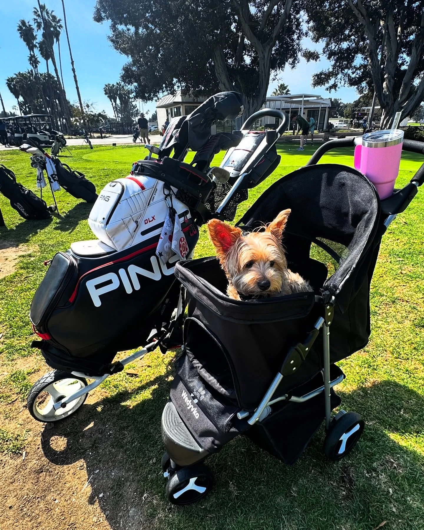Am I watching @filipinedream_ practice her swing or trying to get a @pingtour collab 

#golf #yorkie #yorkiesofinstagram #pinggolf