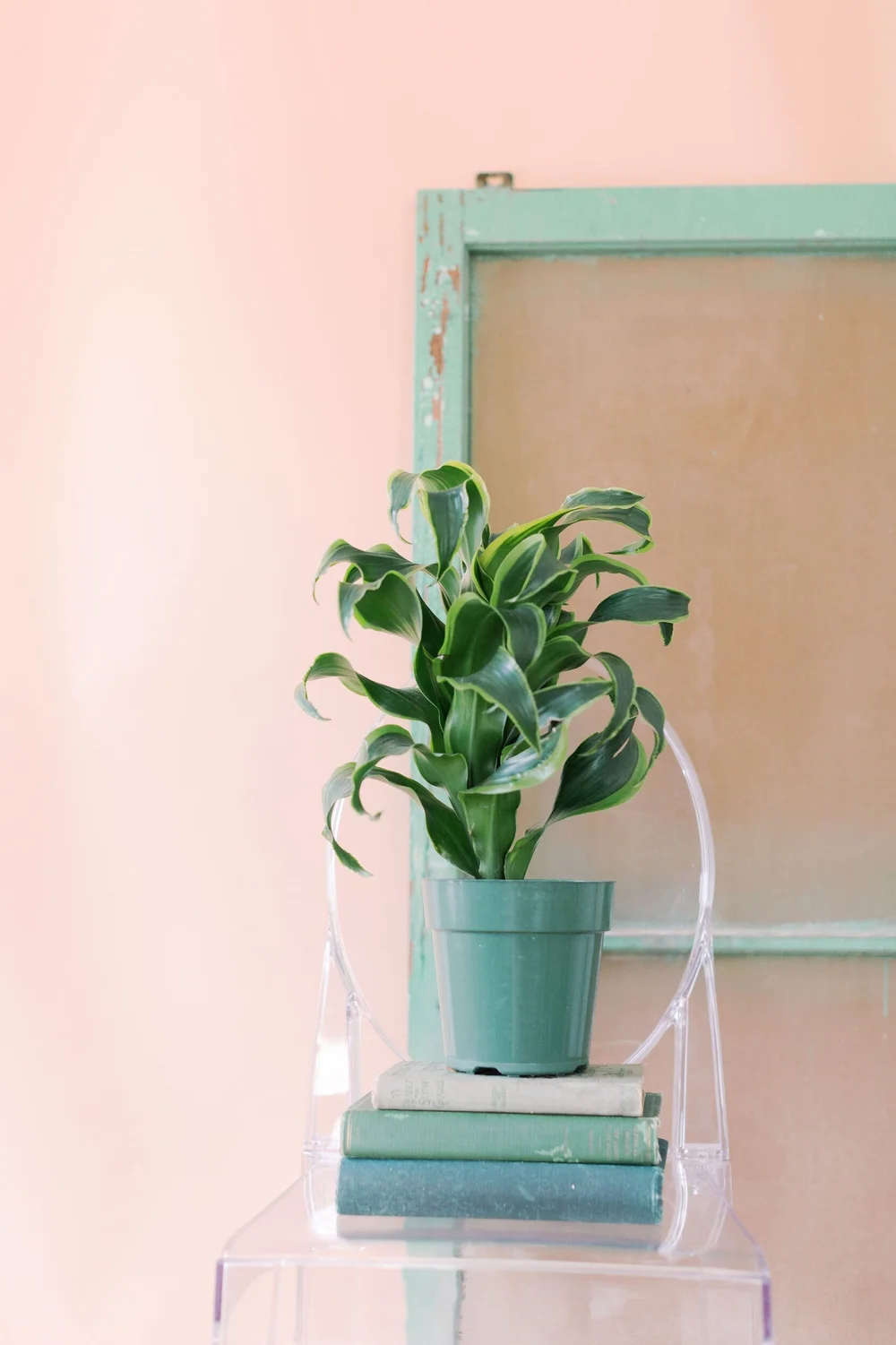 is a pony tail palm toxic to cats Ponytail Palm