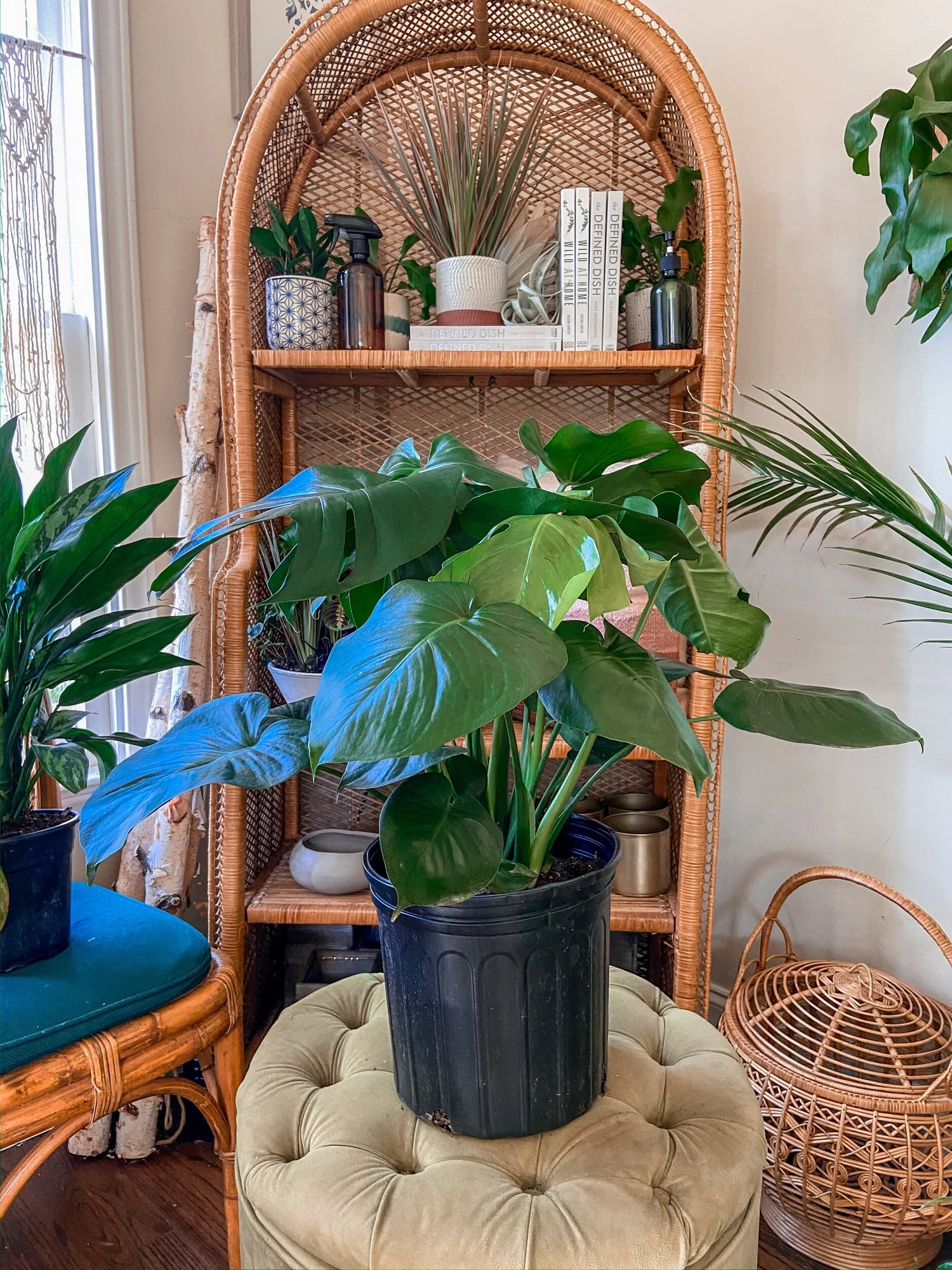 monstera thai constellation standort Thai Constellation Monstera main image 0