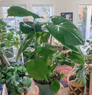 Monstera Deliciosa - Split Leaf Philodendron  The Plant Project