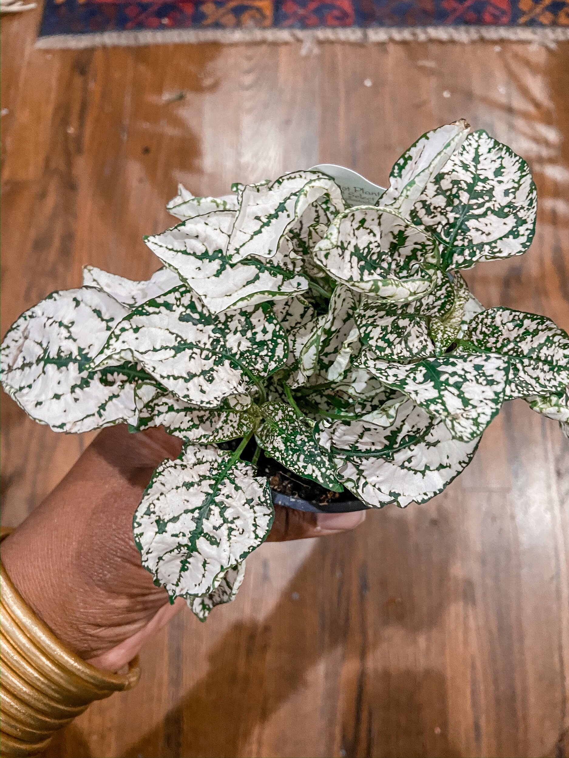 04887DDA-4533-47A2-AE65-624348F41795