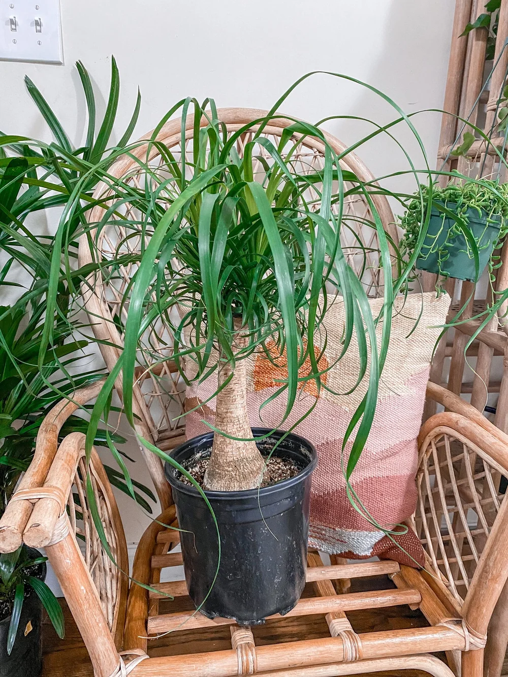 marx philodendron Philodendron 'Burle Marx' 14" Trellis