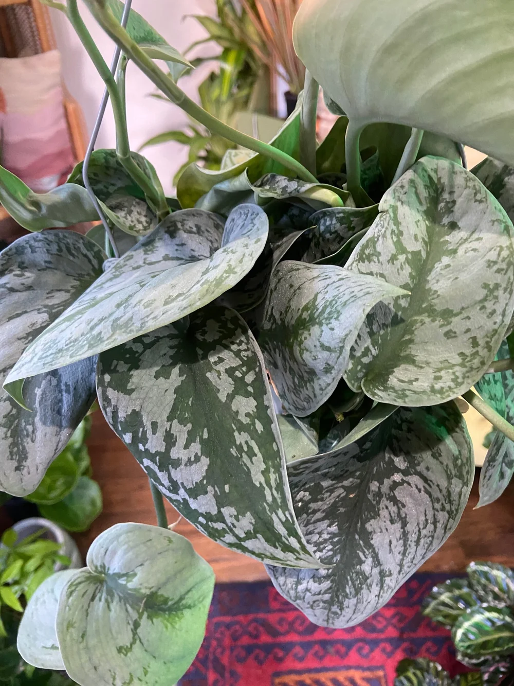 6 Silver Splash Pothos  The Plant Project