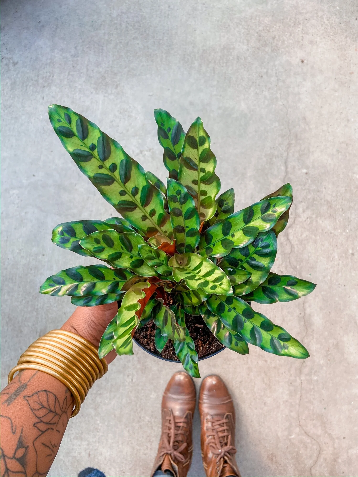 6" Calathea 'Rattlesnake' Prayer Plant  The Plant Project