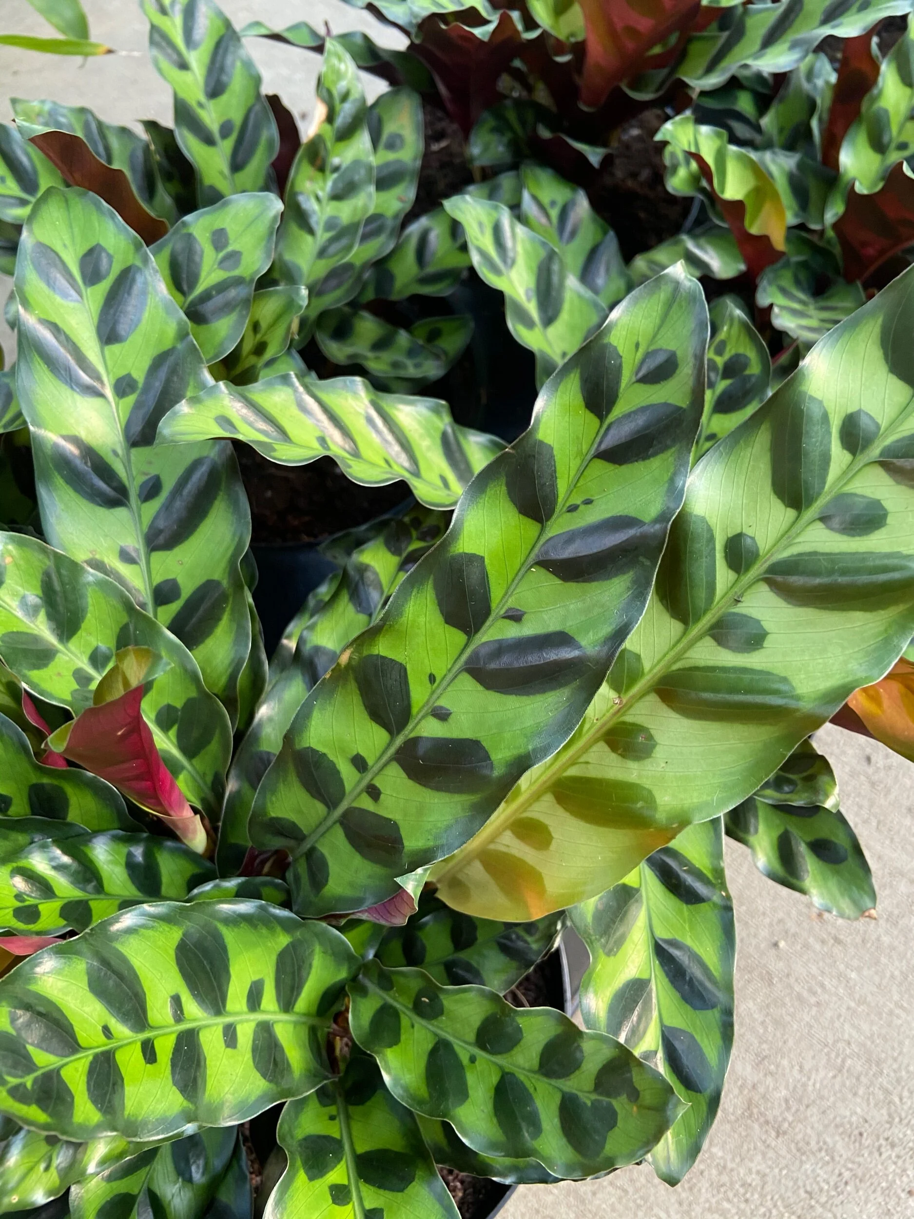 FB207A57-7CC7-4AFD-9AF7-638A7EB6CBB1