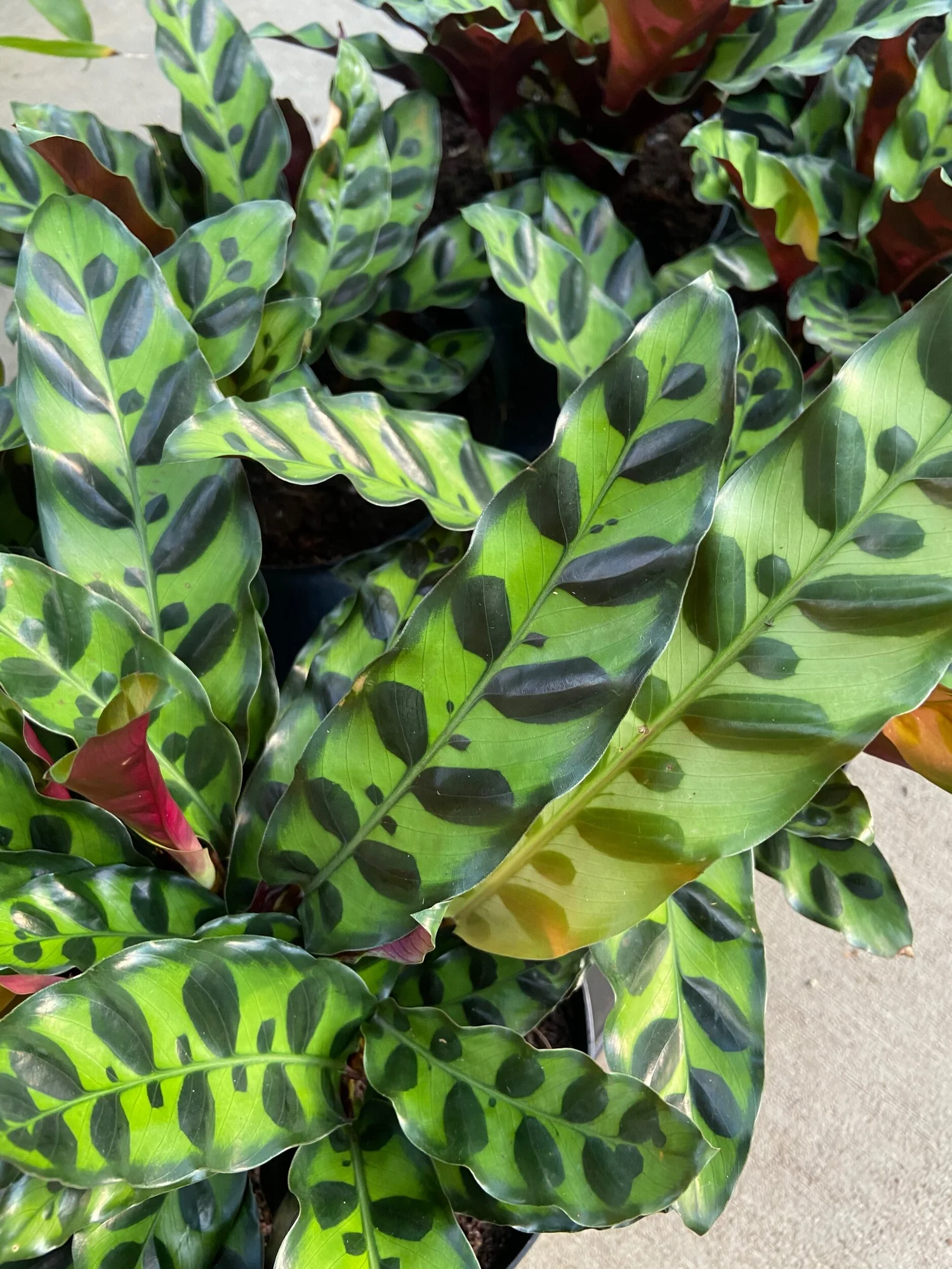 6" Calathea 'Rattlesnake' Prayer Plant  The Plant Project