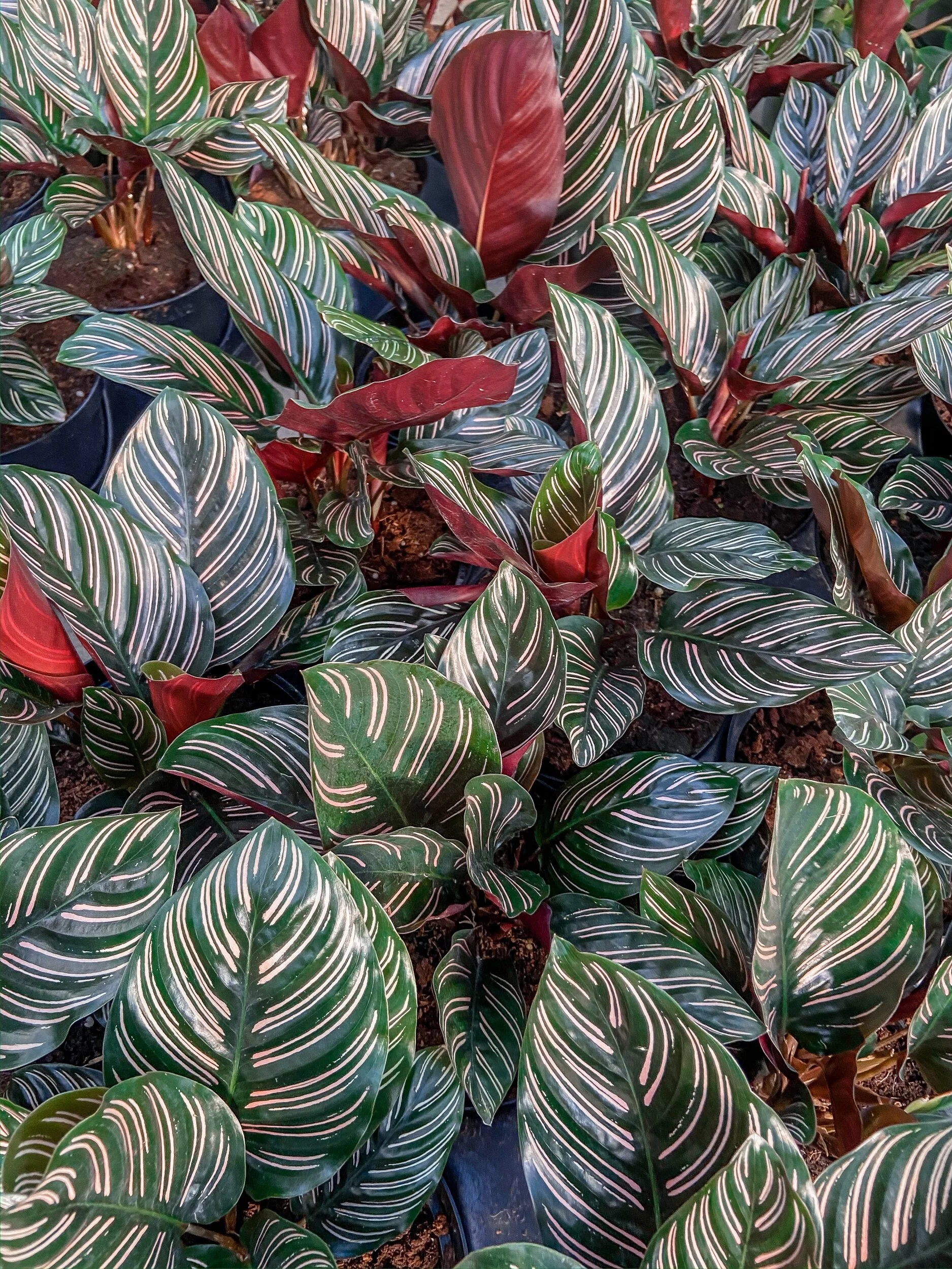 BA16AD8D-ABCF-46BF-8FD0-343D233730BE