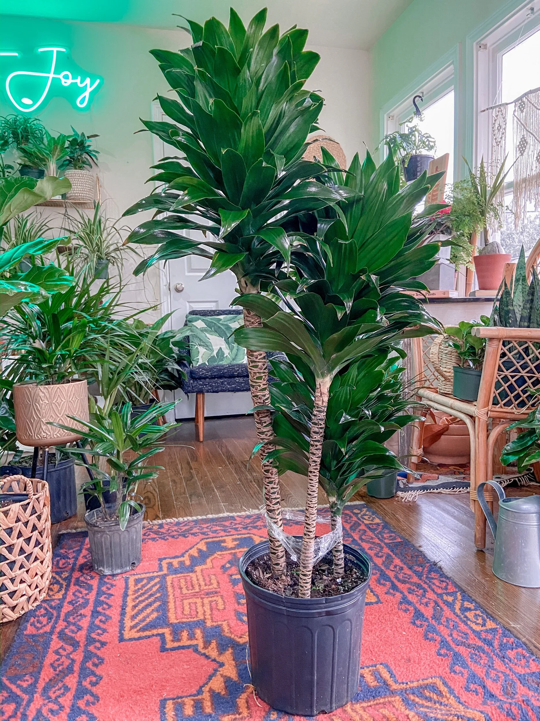 C4396D2B-3F49-4EF9-A7E2-C69FC1E46DB2