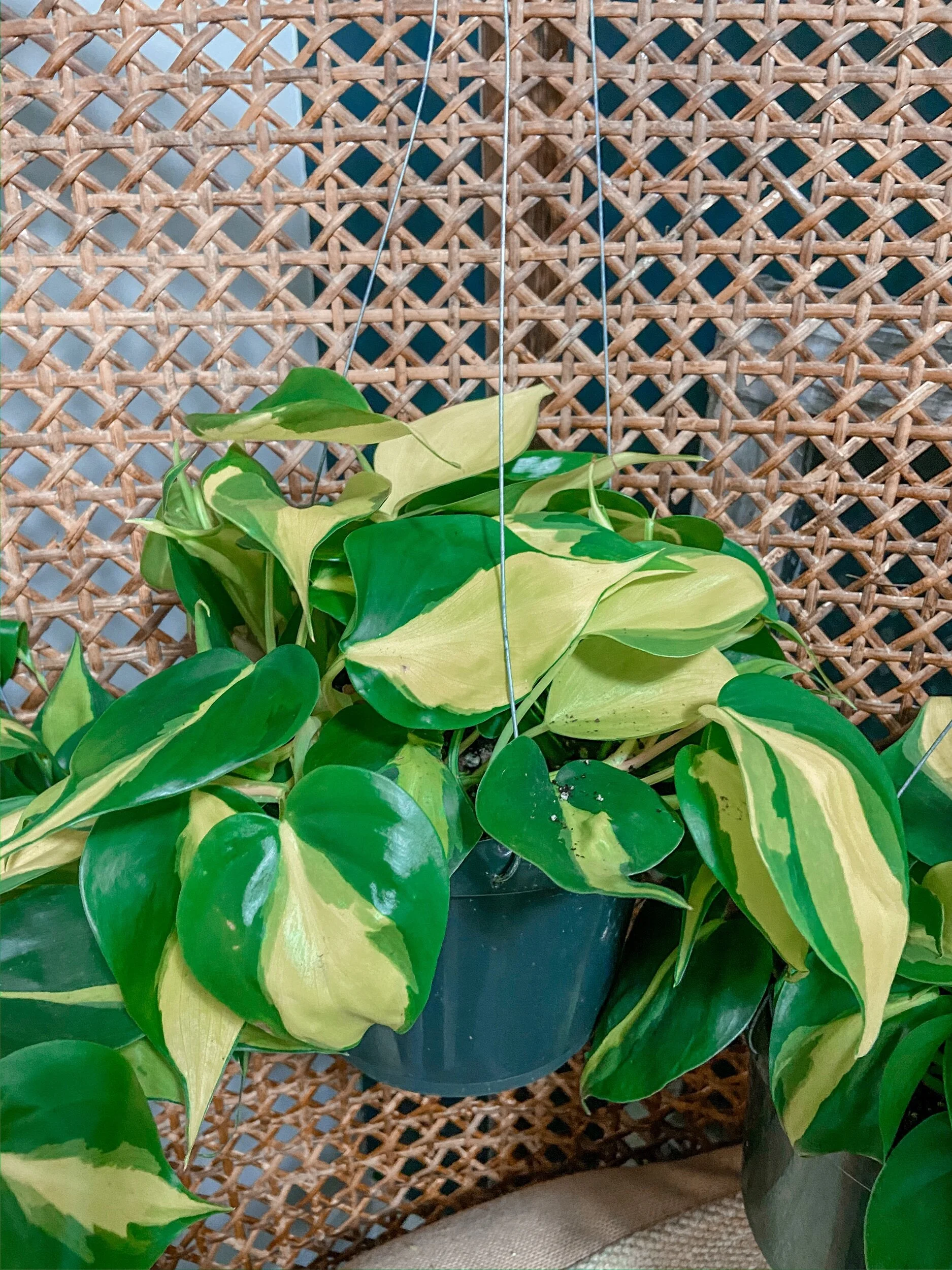 46E5BDF7-3792-4D51-A4B7-547938341DBF