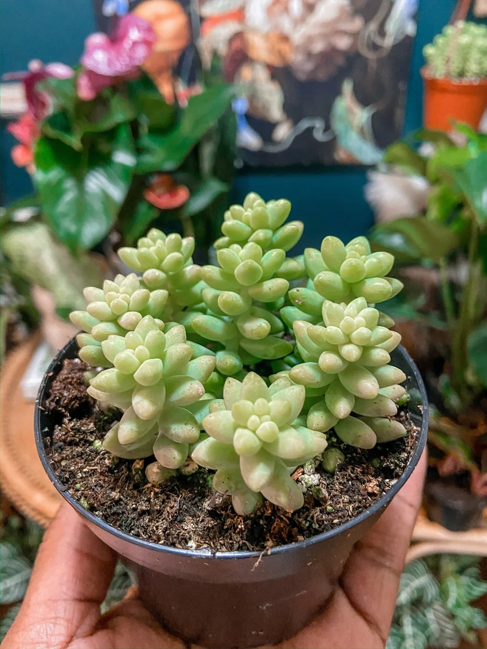 Donkey Tail Succulent  The Plant Project