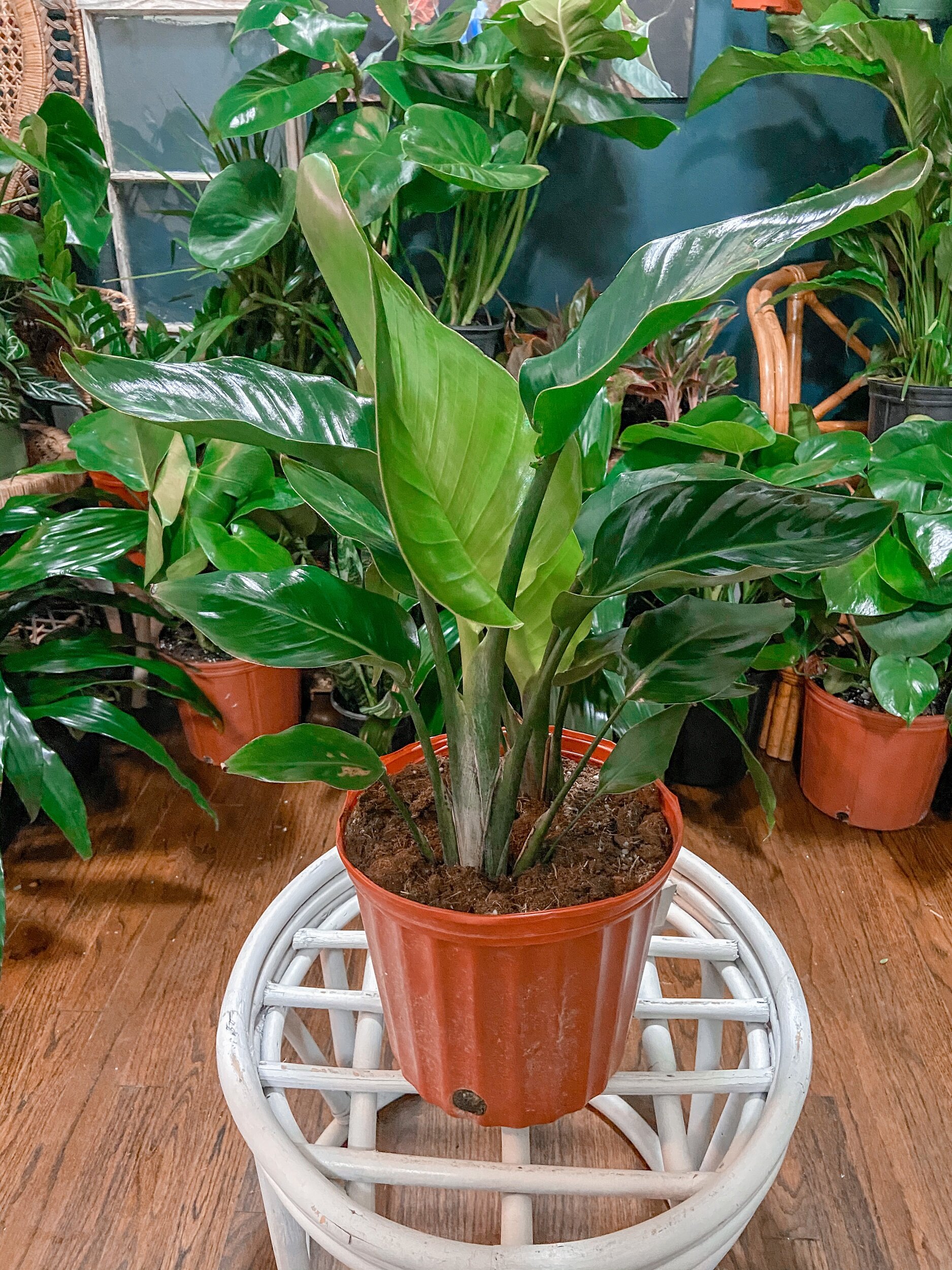 E37DFC7A-DAB0-4FCD-A72A-968B79091415