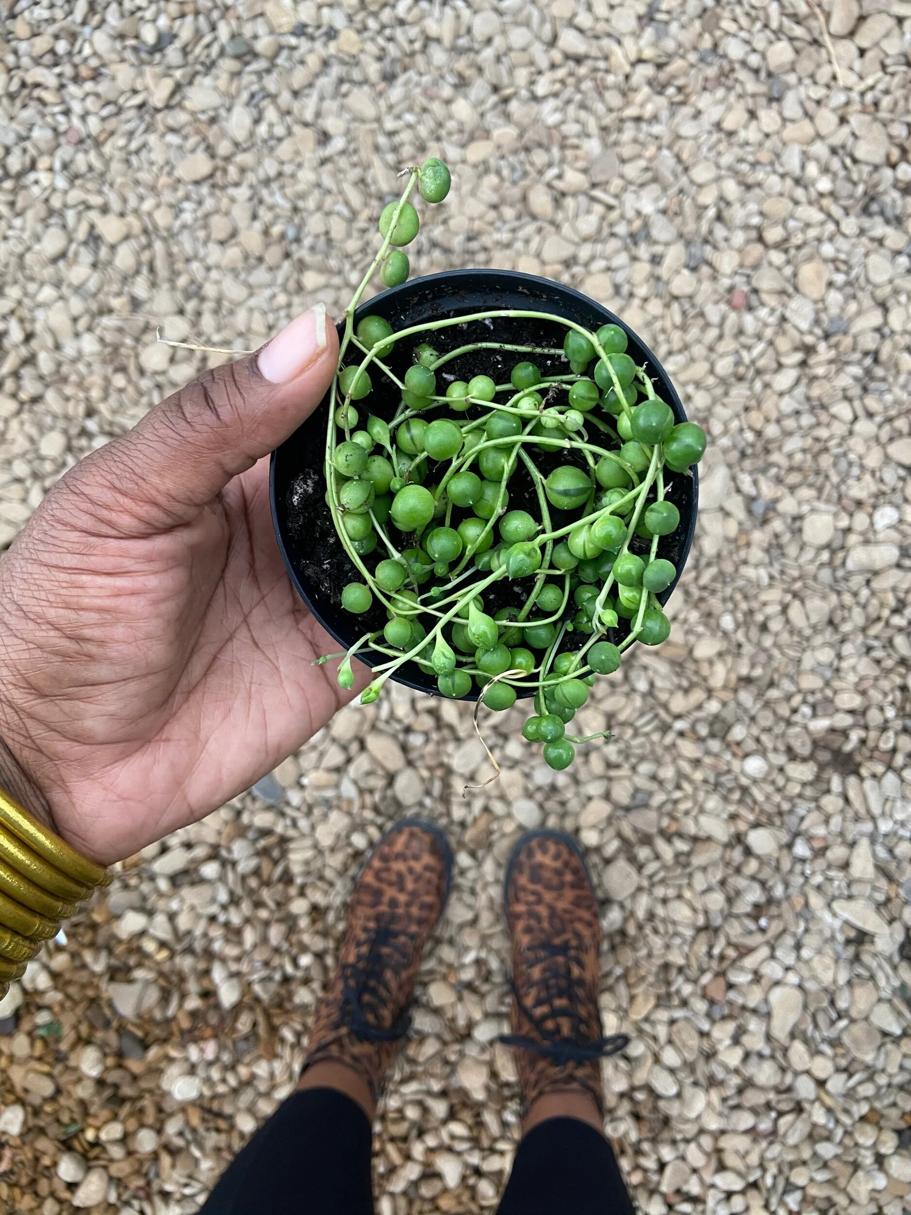 00C723F0-075F-4EC8-8759-18290F0DD0DD