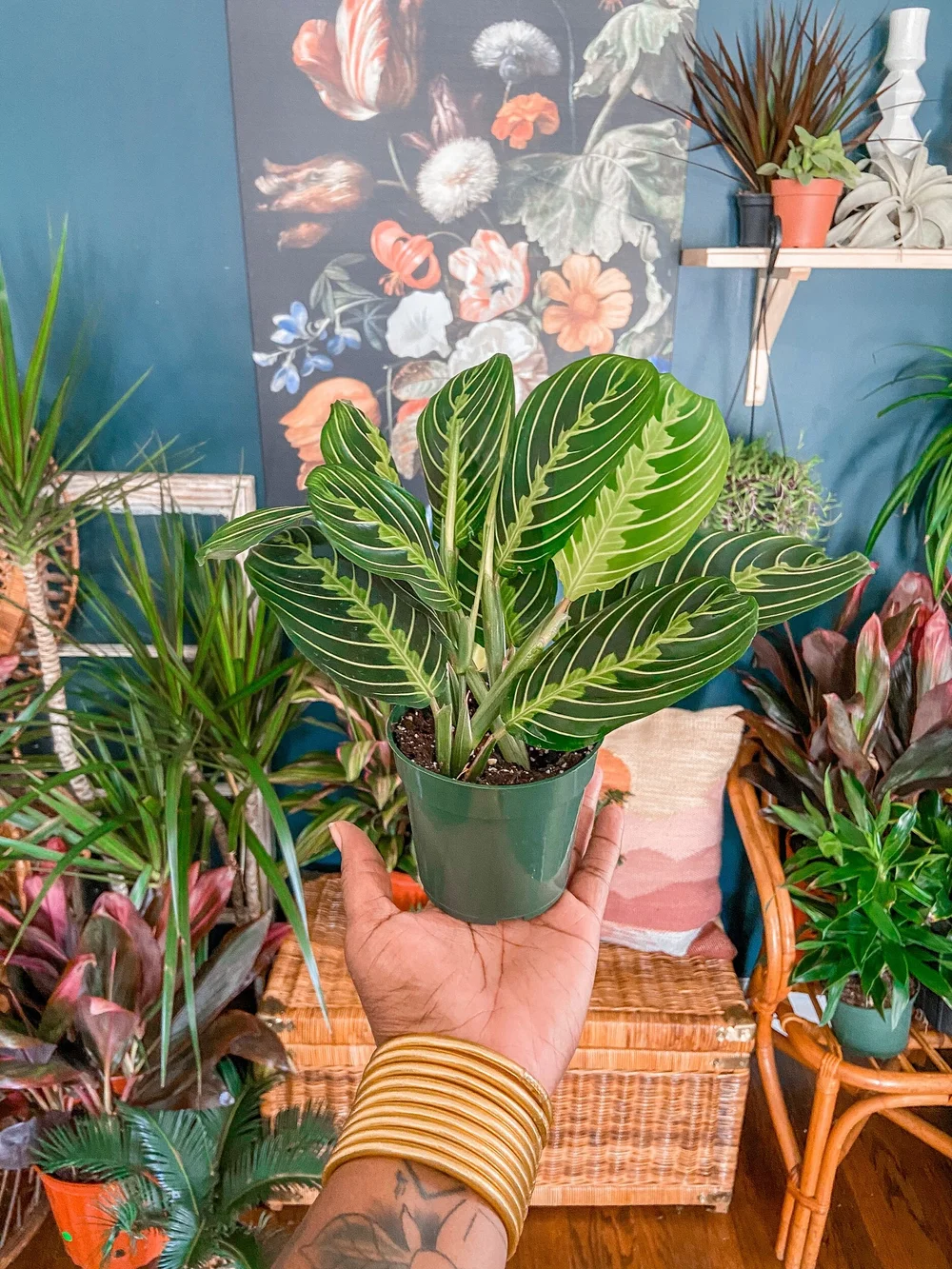 calathea online shop Calathea Orbifolia | 40cm | Online bestellen