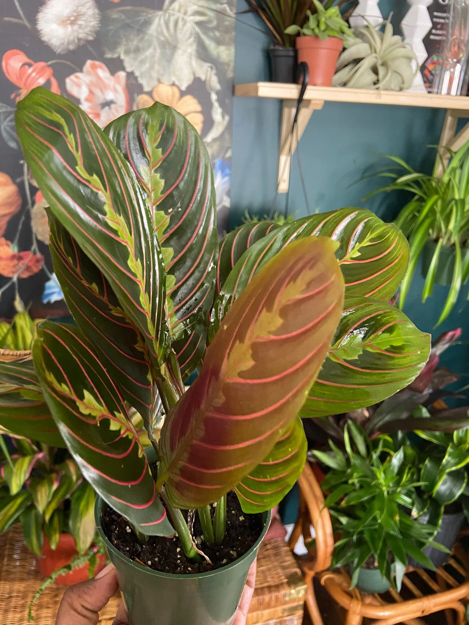 98520770-064C-4A2A-A9FA-7B5AF2A60D4A