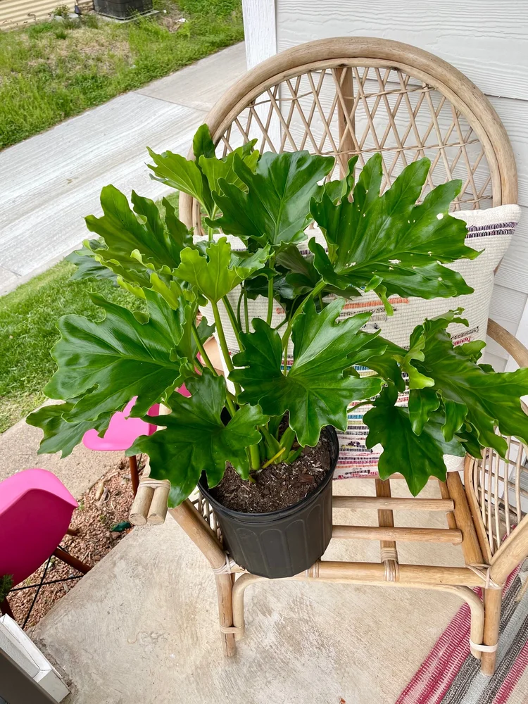 sansevieria ehrenbergii Sansevieria Samurai For Sale Including Care Guide