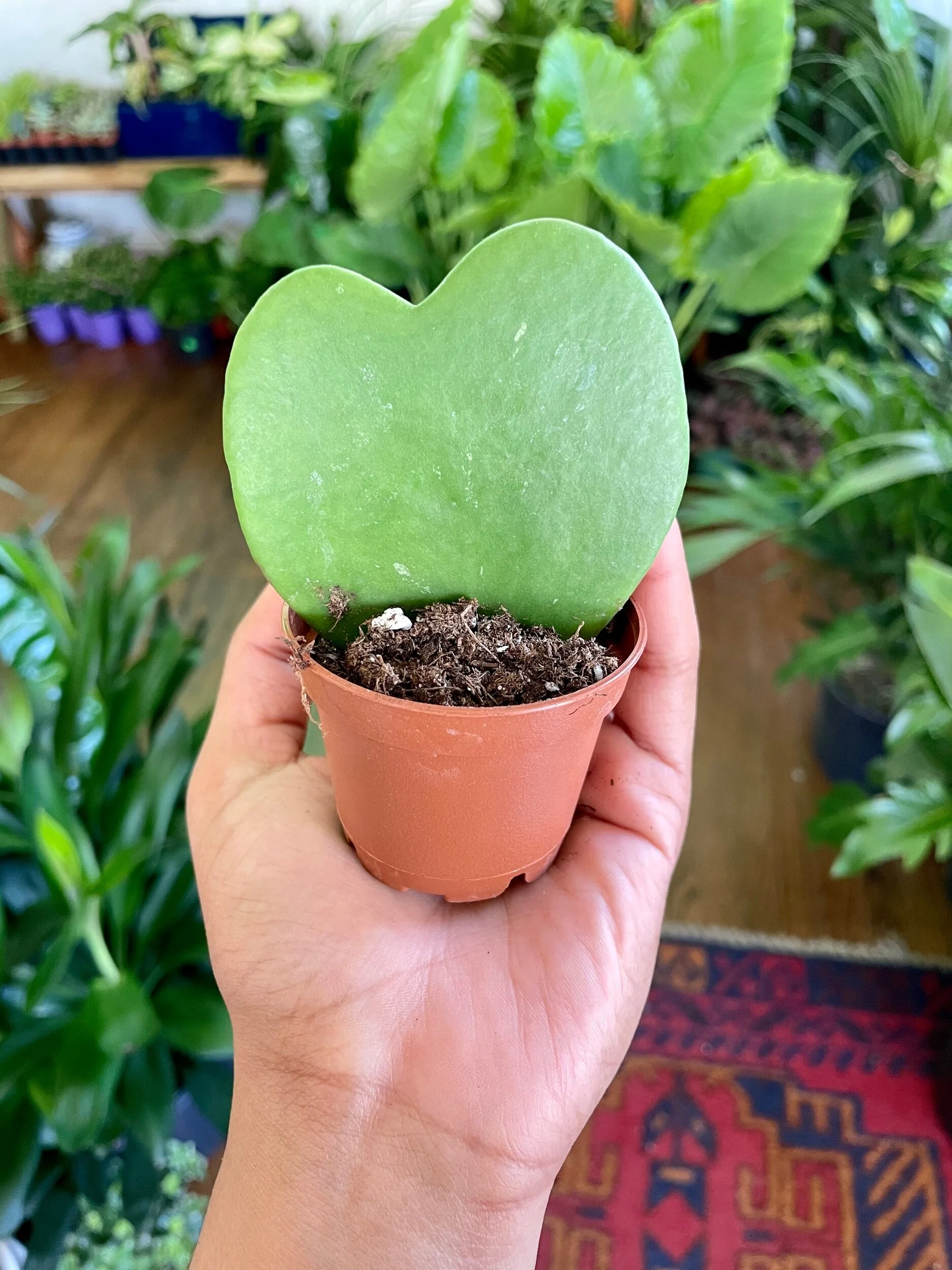 10D2B119-8EC3-475B-A9B0-24BDBE59EB5E