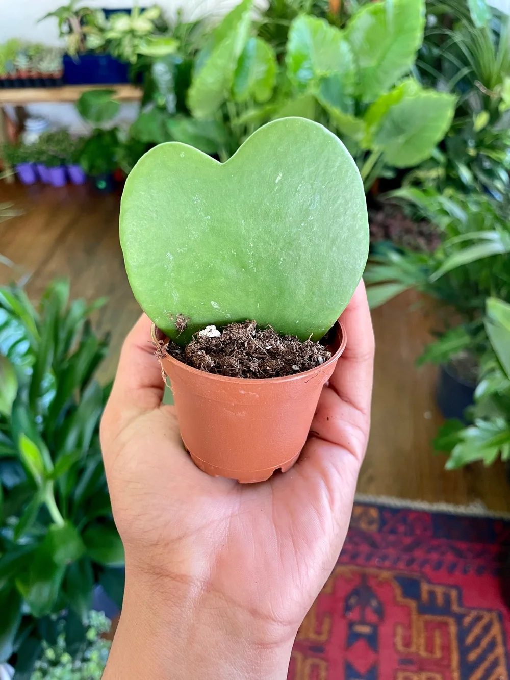 2 Hoya Kerrii 'Sweetheart Hoya'  The Plant Project