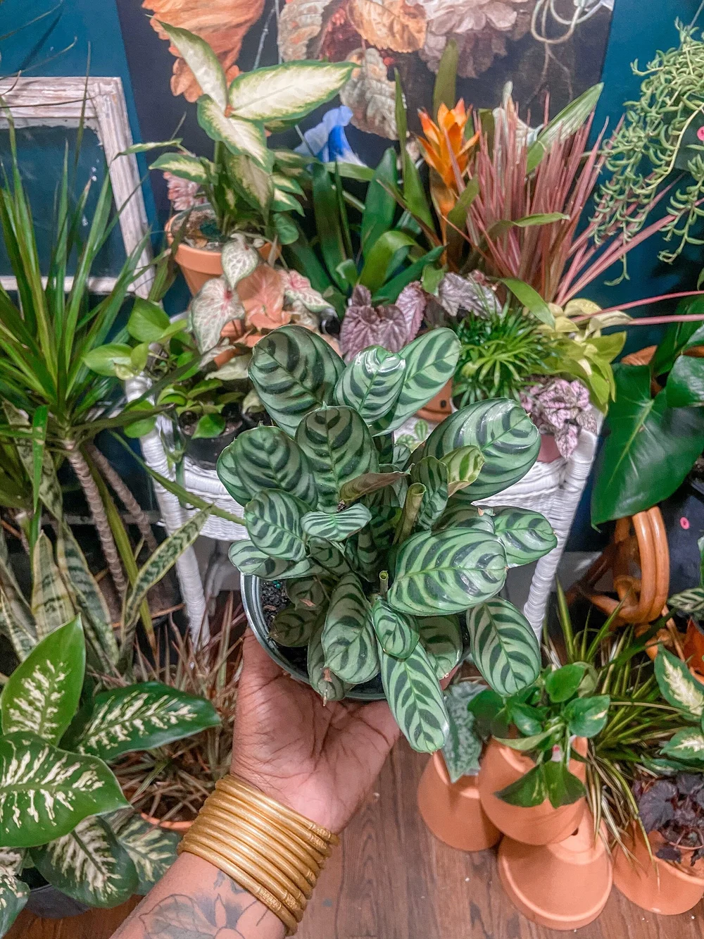 Calathea Fishbone (Ctenanthe Burle-Marxii)  The Plant Project