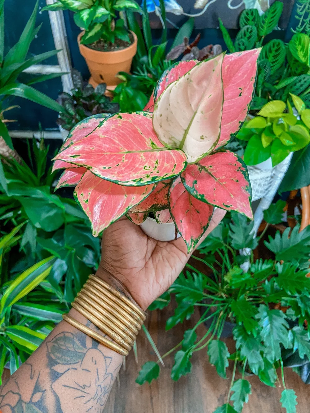 4 Pink Thai Aglaonema  The Plant Project