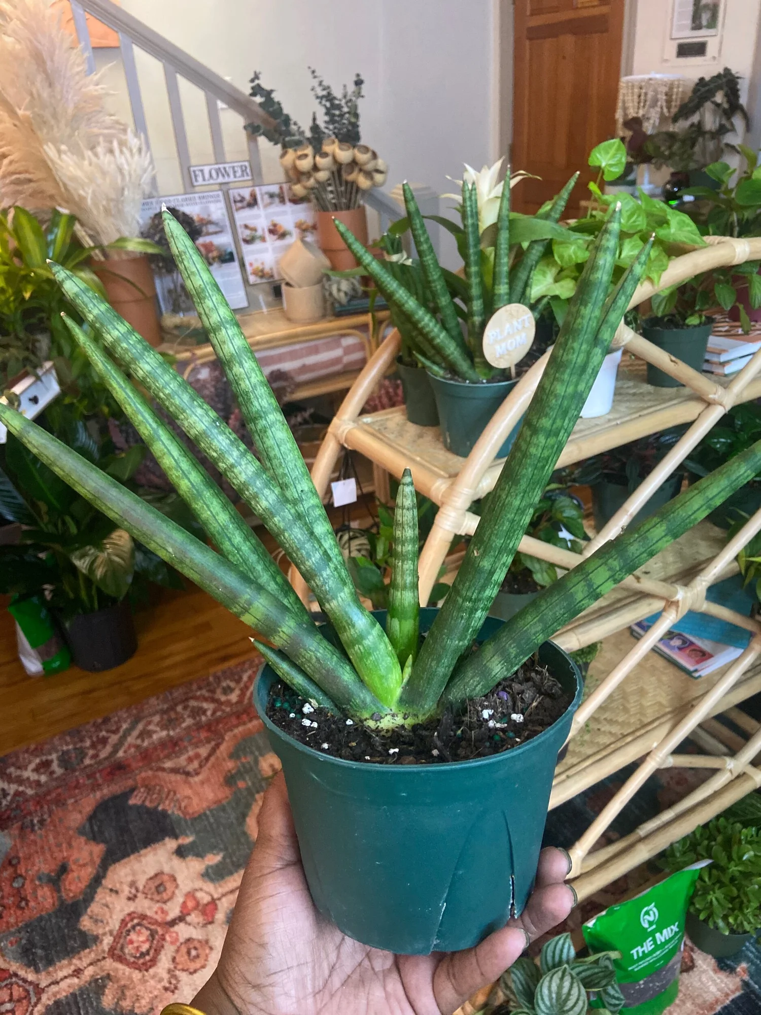 dracaena fragrans green Dracaena Fragrans Massangeana Stump (Dragon Plant) – Rolling Greens main image 1