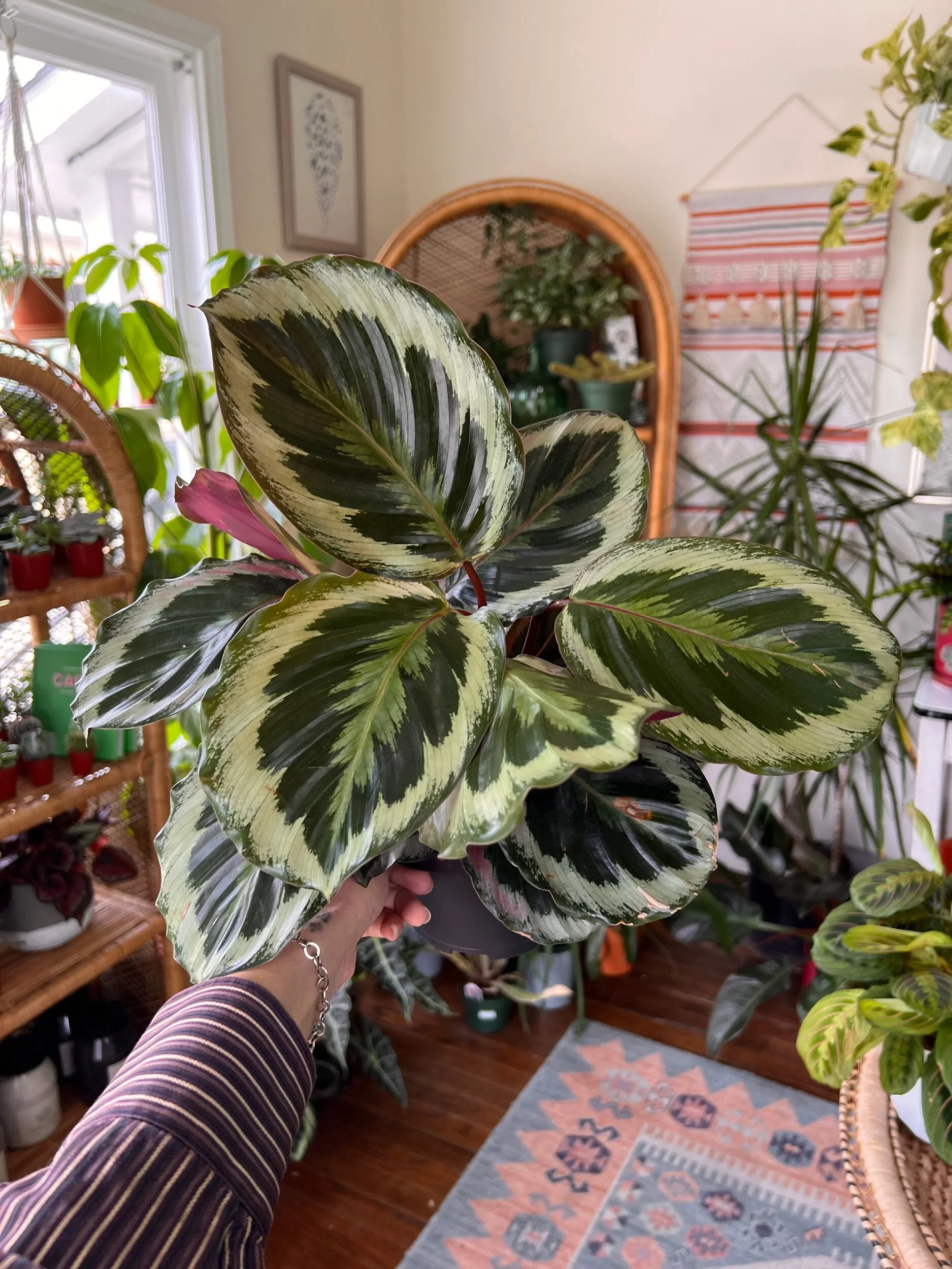 4BC142D8-D3F6-4349-A918-AE97E2E103B2