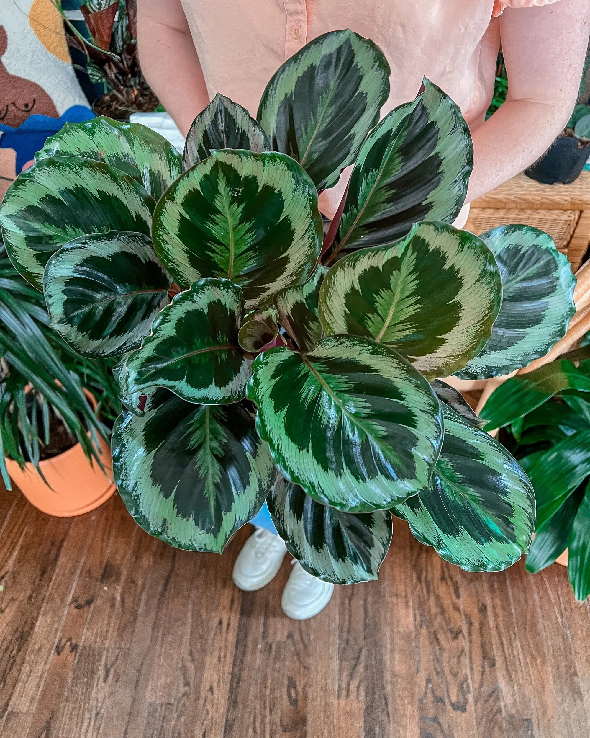 7D6942FC-63E3-4C75-AF22-DBAD19CAA217