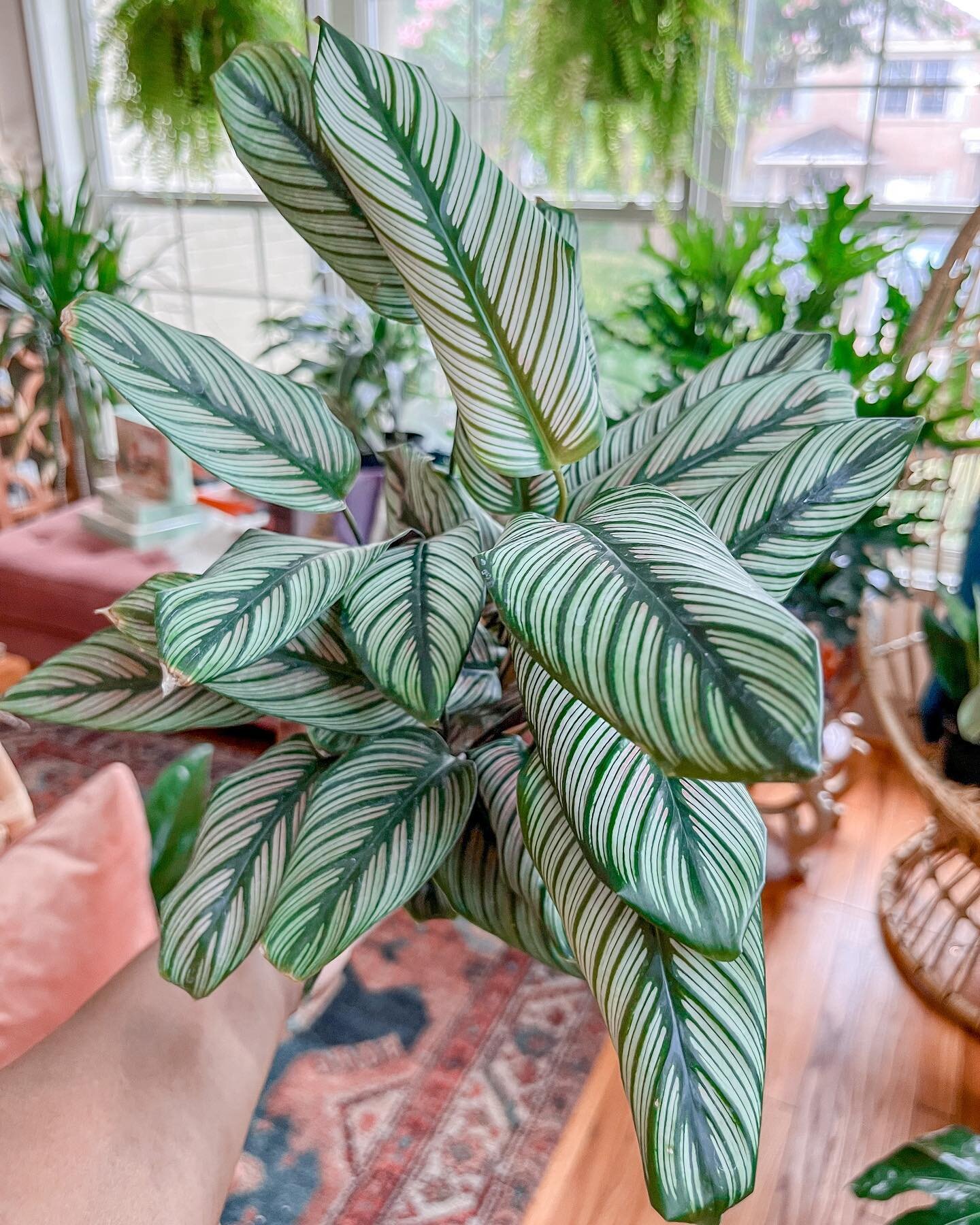 We are just going to leave her right here. She is a S T A R&hellip;.and shining bright. 

Calathea White Star&hellip;.she is often confused with the pinstripe. 

🌞 It is sometimes a hit and miss when it comes to the light requirements of a Calathe. 