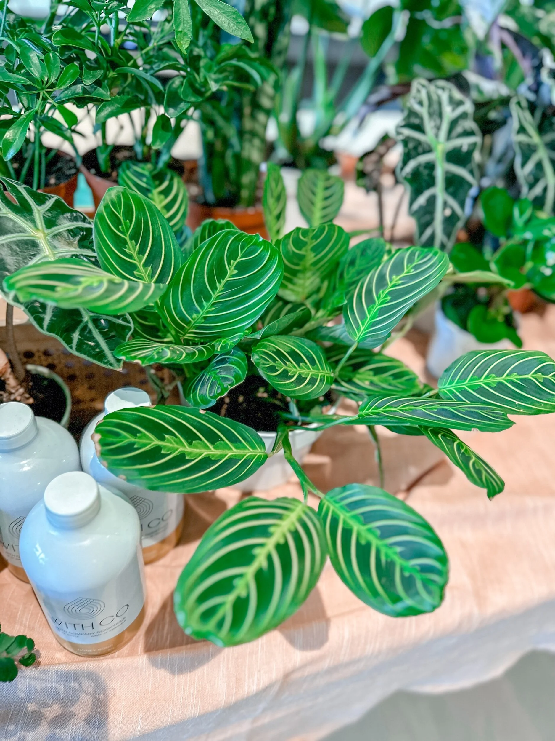 12ACDAB9-FBE5-435B-8E25-D93FD23C604F