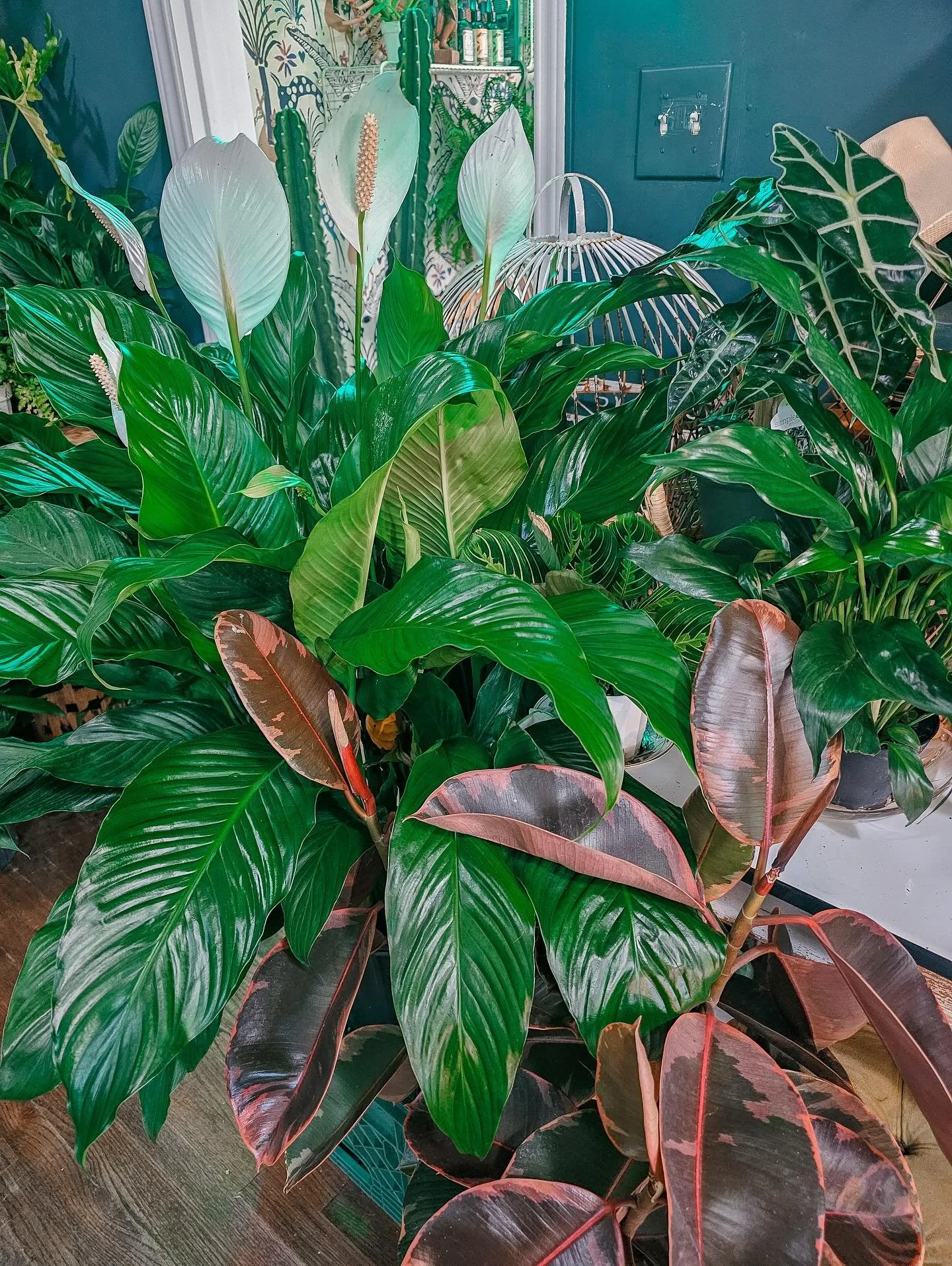 Early this week we shared, most of our plant crew is tropical, so winter can be a tiny plot twist.  But No stress&hellip;we can show them a bit more love, give them the cozy conditions they crave, and they&rsquo;ll flourish all season long. WE PLANTY