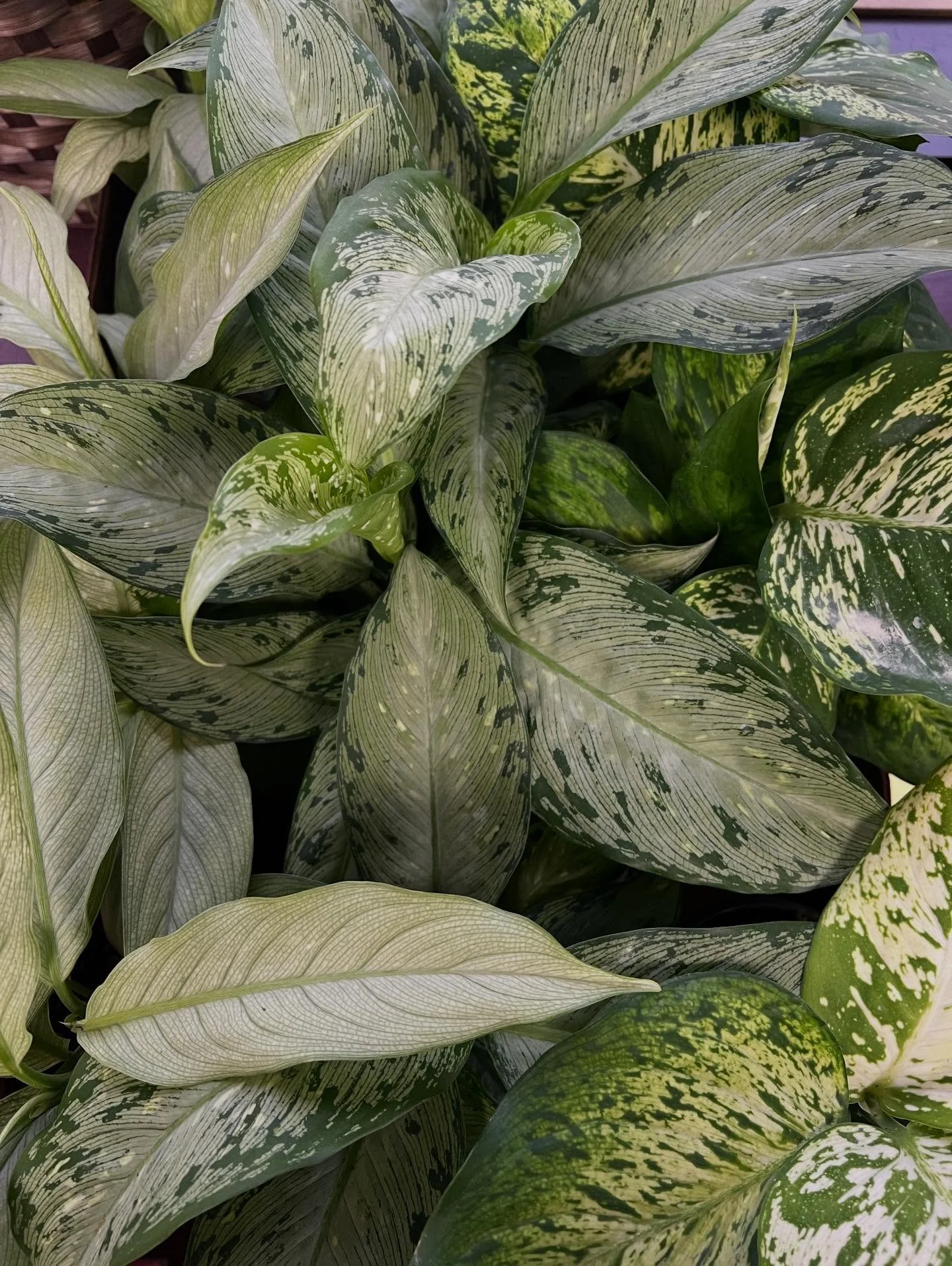 History is heavy&hellip;stories of resilience, harm, and complicity remind us why memory matters. Also sharing that History is RICH. So we should never try to ease it. 

The Plant Project is more than a plant shop. It&rsquo;s a place where plants &am