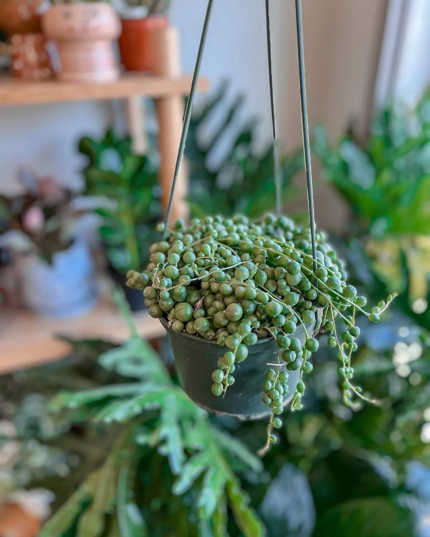 Up close &amp; personal with this beauty.

STRING OF PEARLS 🌱

🌿 A String of pearl plants requires good aeration and drainage in their soil. Good ventilation in the soil allows excess water to drain away. This keeps the roots healthy and free of ro