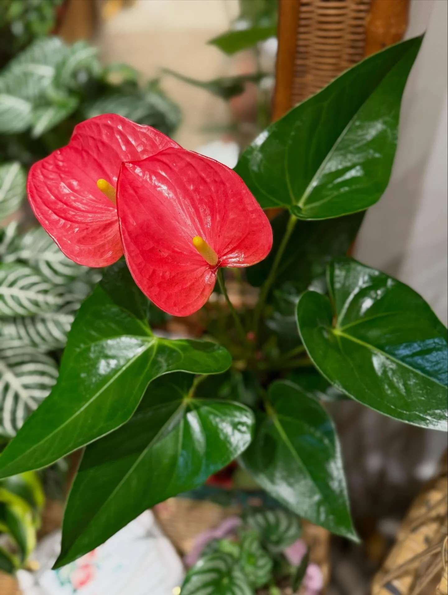 These beauties have been a favorite at our Botanical Boutiques

Anthurium also known as the Flamingo Flower are always stunning. It&rsquo;s the perfect Valentine&rsquo;s or Galentine&rsquo;s Gift. Did you know they come in many different colors (red,
