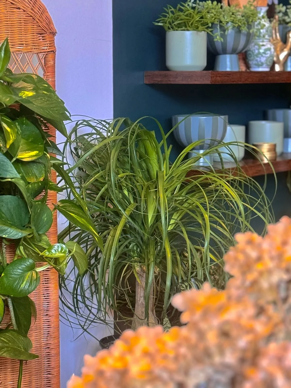 F O L I A G E 🌿 F R I D A Y

has us crushing hard on this Ponytail Palm. 
The Ponytail Palm is drought tolerant, slow-growing, and requires very little care. This plant is ideal for people with very little time or who travel regularly. 

The Ponytai