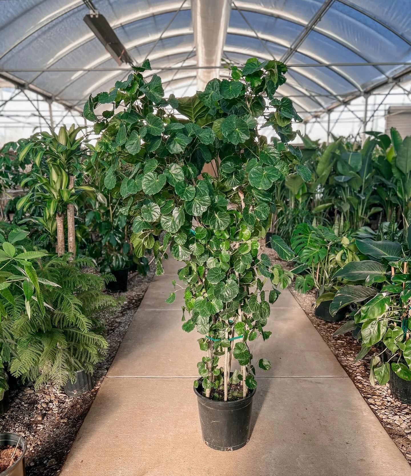 G O L D E N ✨ H O U R&hellip;.but Greenhouse Style. Just hits a little different. 

This beauty is striking&hellip;and headed to our @mktheights Houston location. 

The Balfour Aralia is a striking and elegant houseplant known for its round, scallope