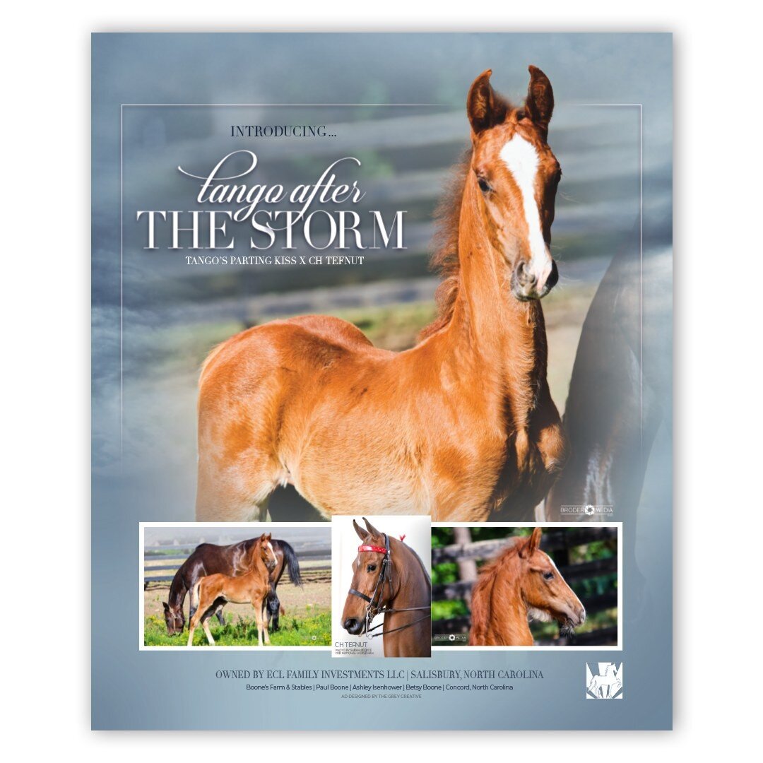 From the archives 

Tango After The Storm, a gorgeous young colt by Tango's Parting Kiss out of the beloved CH Tefnut
Owned by ECL Family Investments

As seen in National Horseman

#thegreycreative #letsmakesomethinggreyt #saddlebred #horses #horsepo