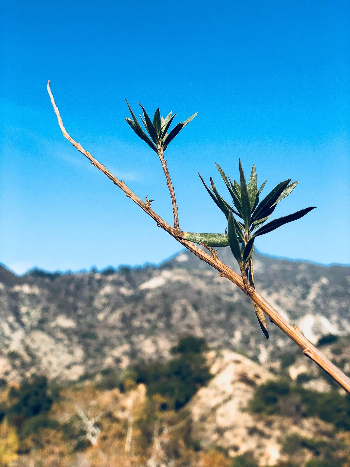 Palm Springs- California-Bela Ria Photography-10.jpg