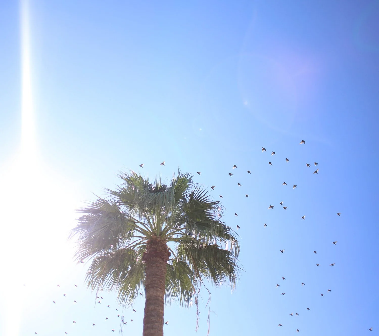 Phoenix-Arizona-Bela Ria Photography-02.jpg